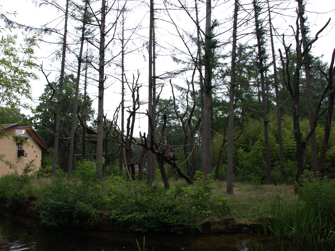 Apenheul - Langur island
