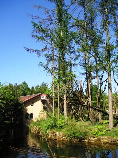 Apenheul / Monkeypark Apeldoorn (NL) Langur