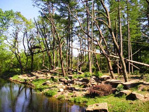 Apenheul / Monkeypark Apeldoorn (NL) Macaque