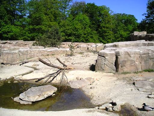 Apenheul / Monkeypark Apeldoorn (NL) Macaque