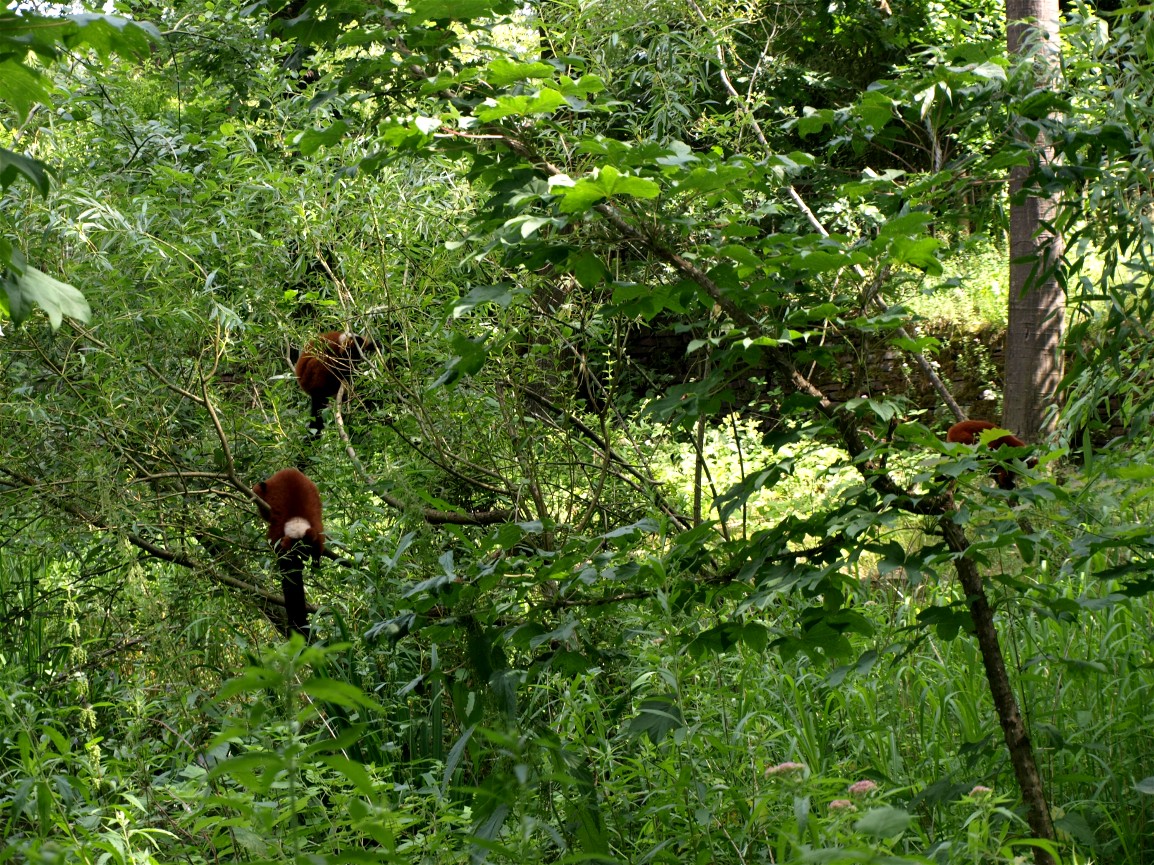 Apenheul - Ruffed lemurs