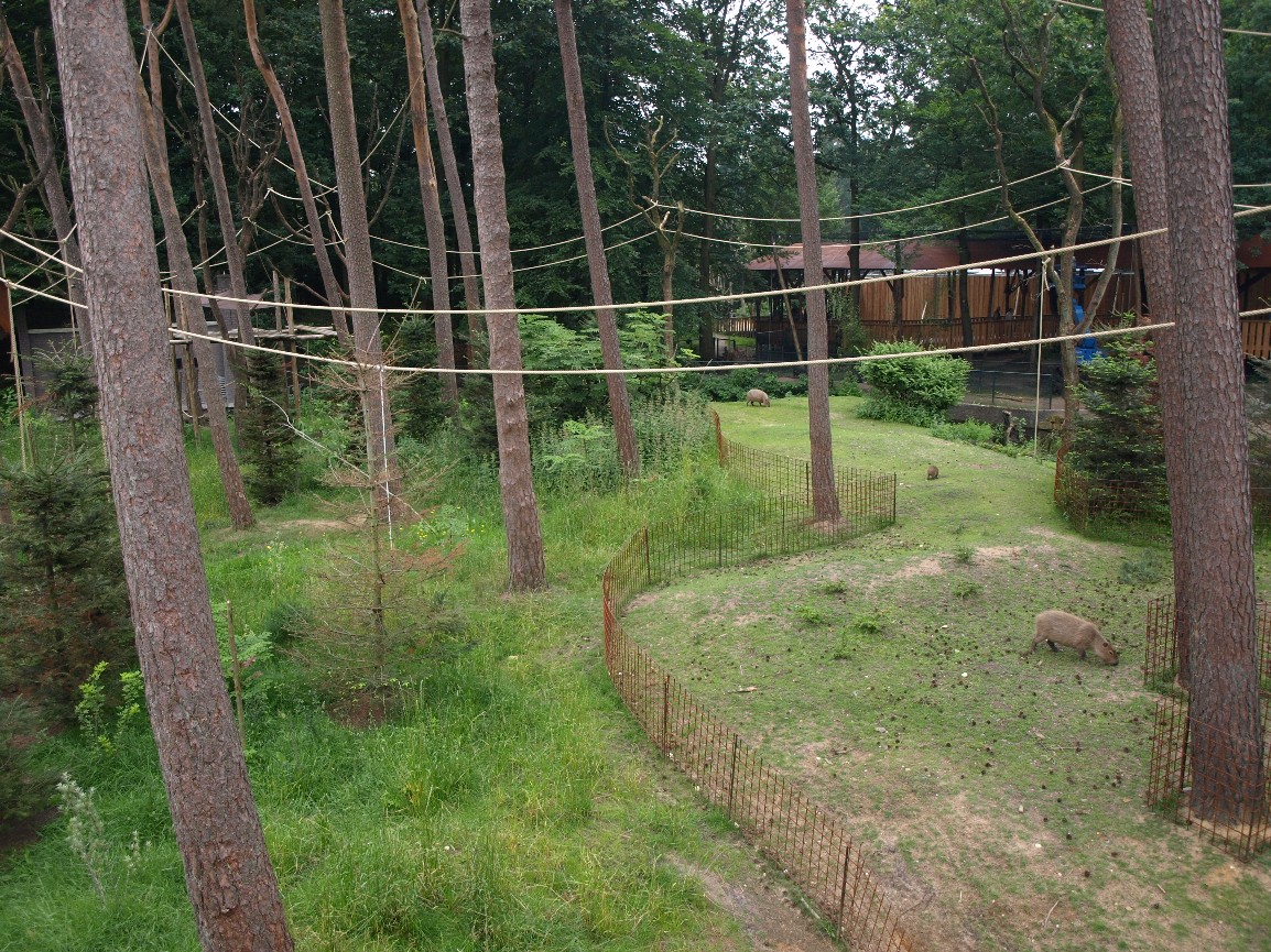 Apenheul - Spider monkey island