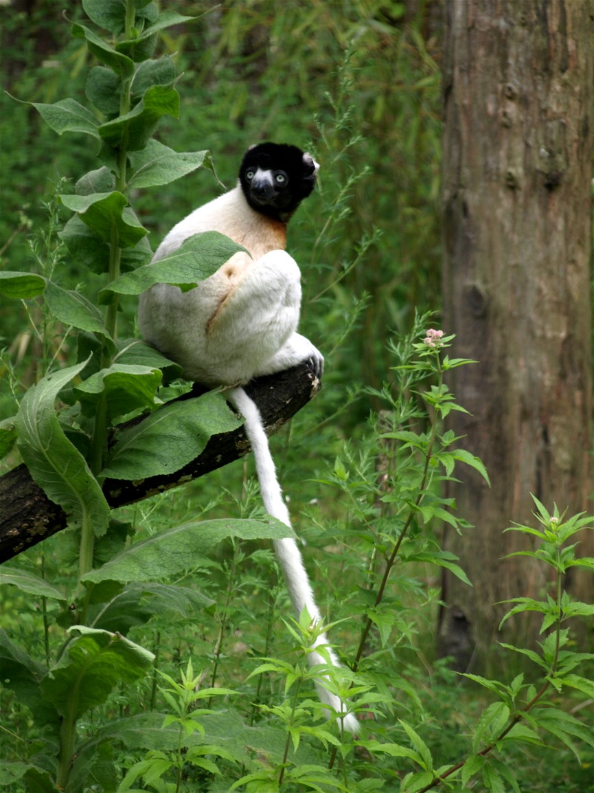 Apenheul - Verreaux sifaka