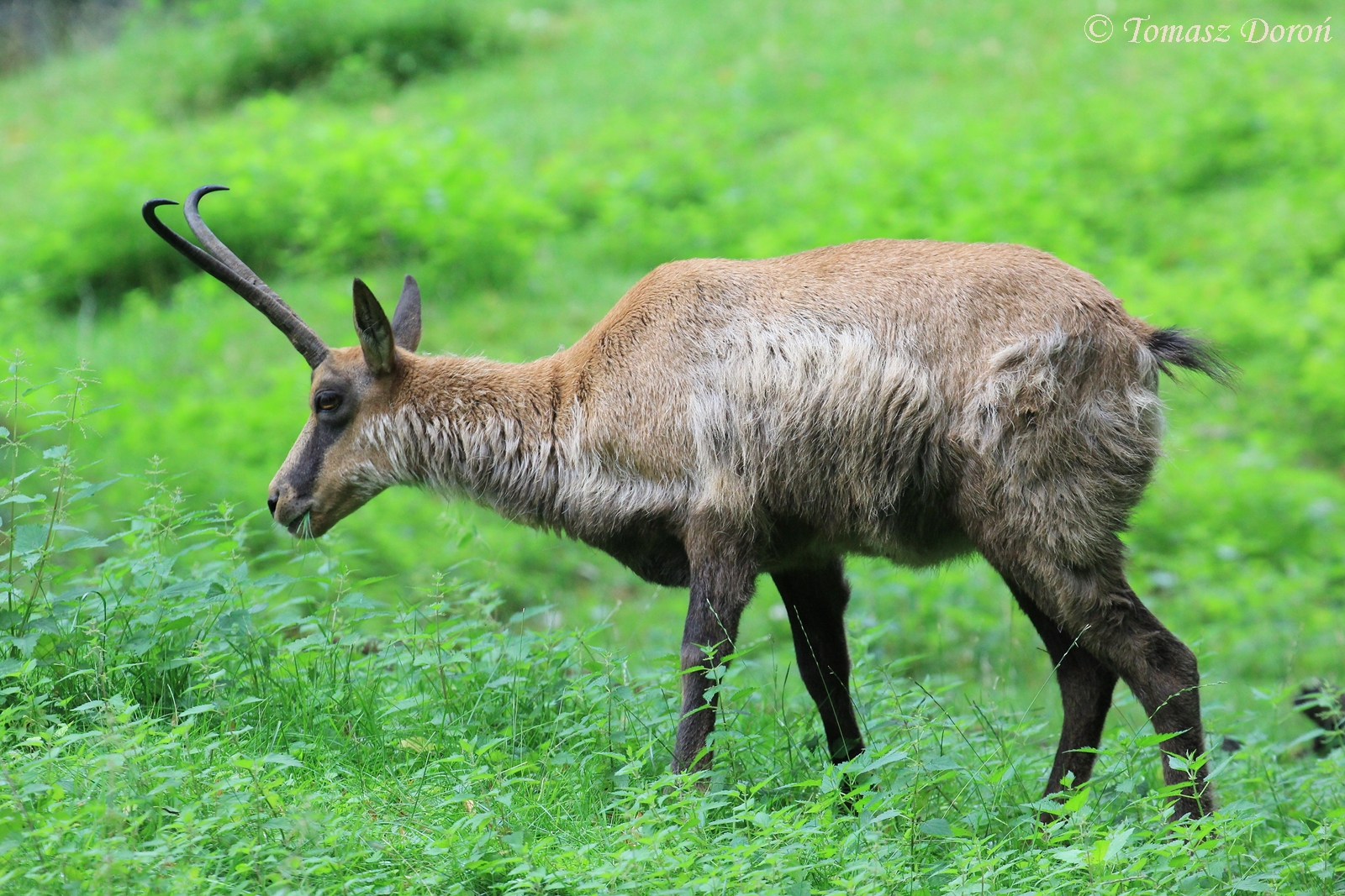 Apennine Chamois (Rupicapra pyrenaica ornata), July 2017