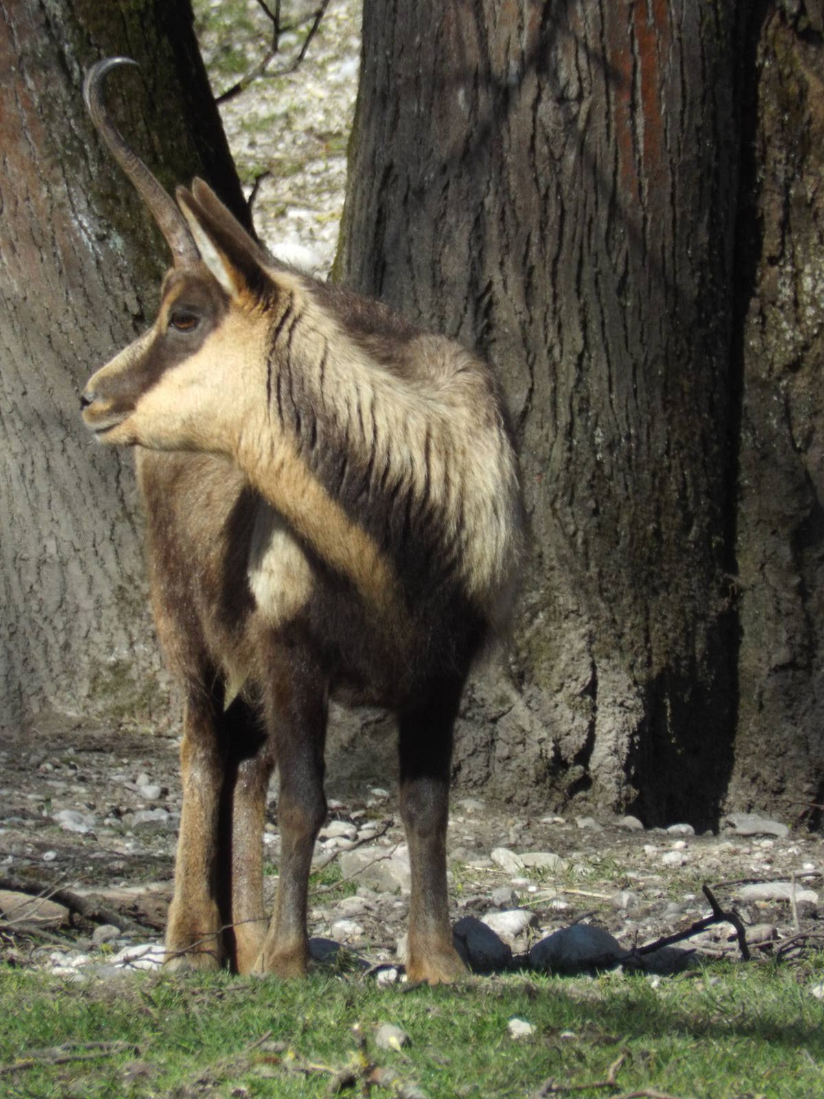 Apennine Chamois (Rupricapra ornata) at Tierpark Hellabrunn - April 9th 201