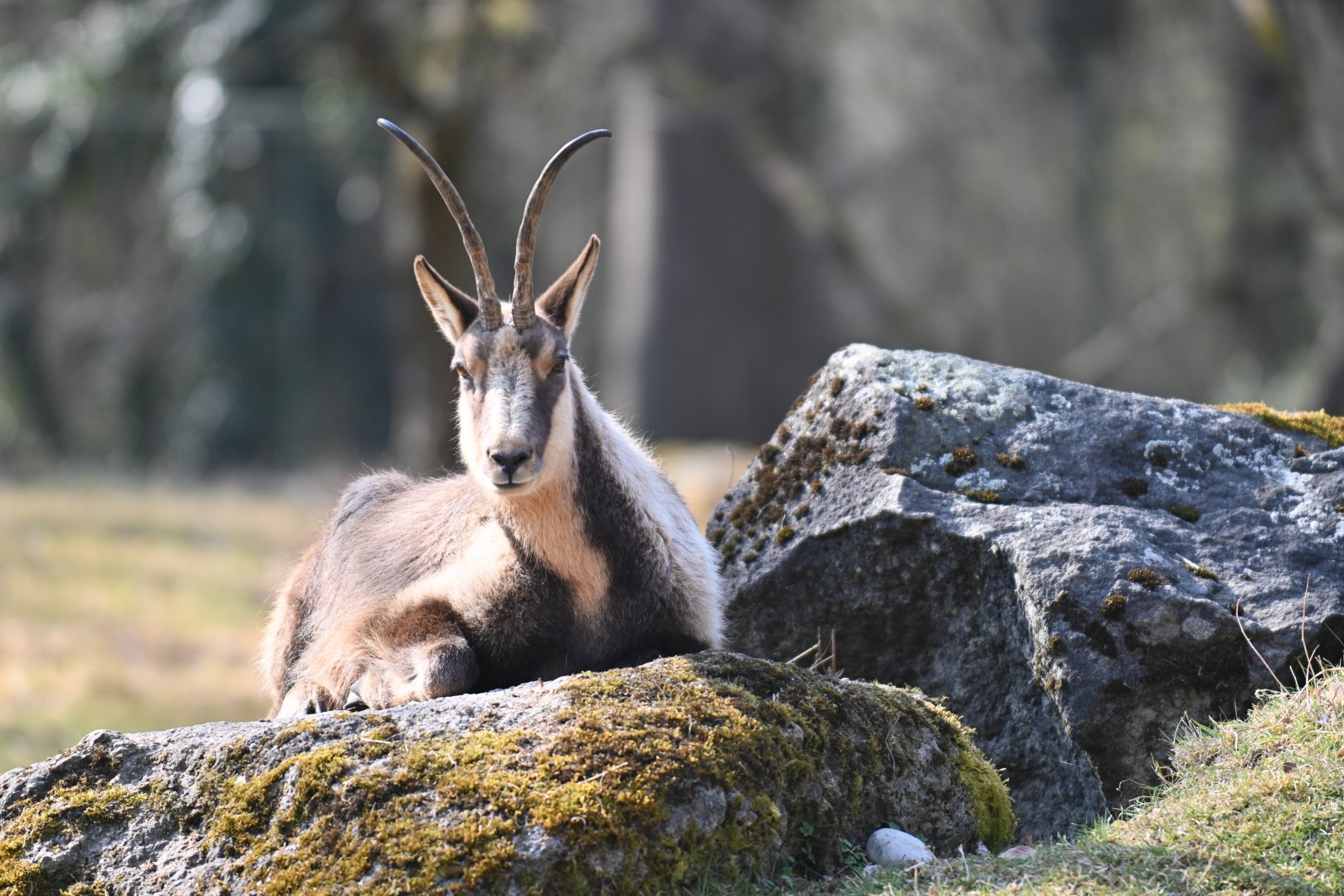 Apennine Chamois