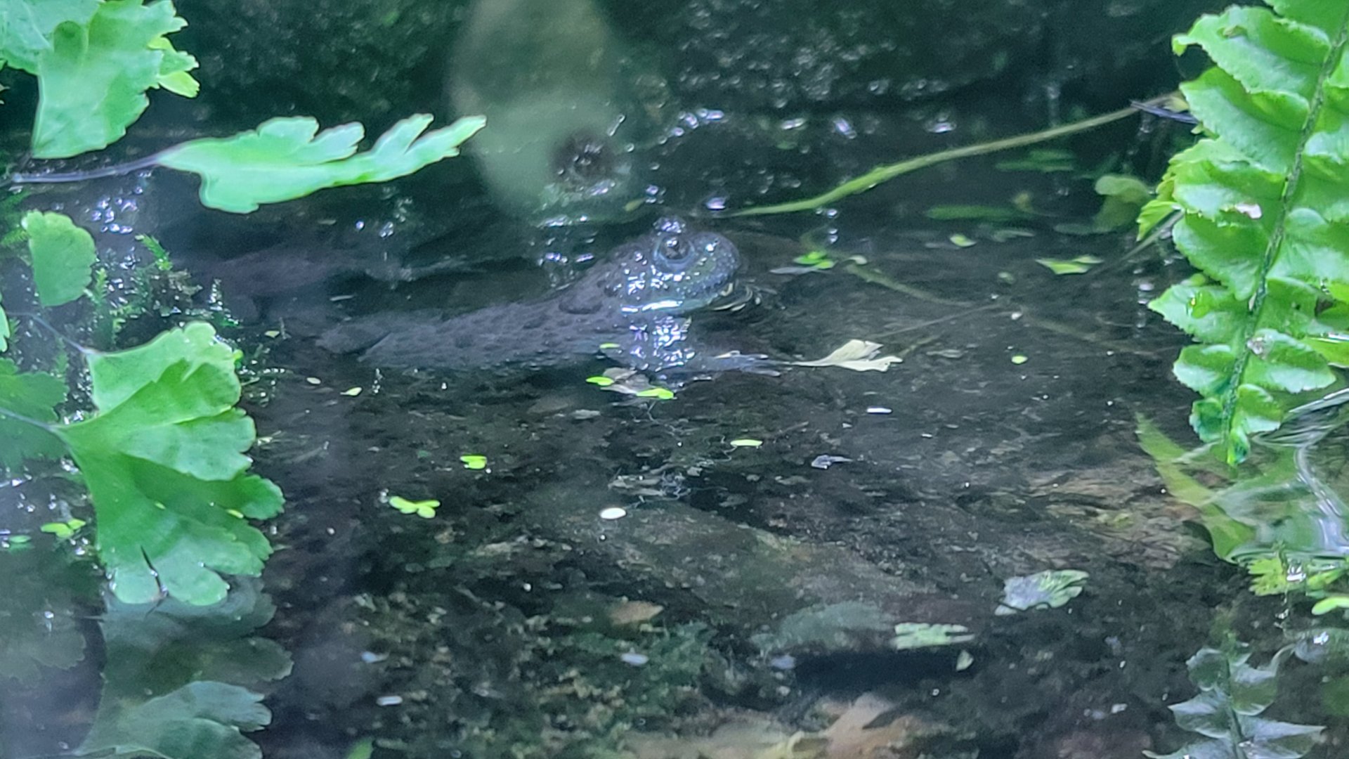 Apennine yellow-bellied toad