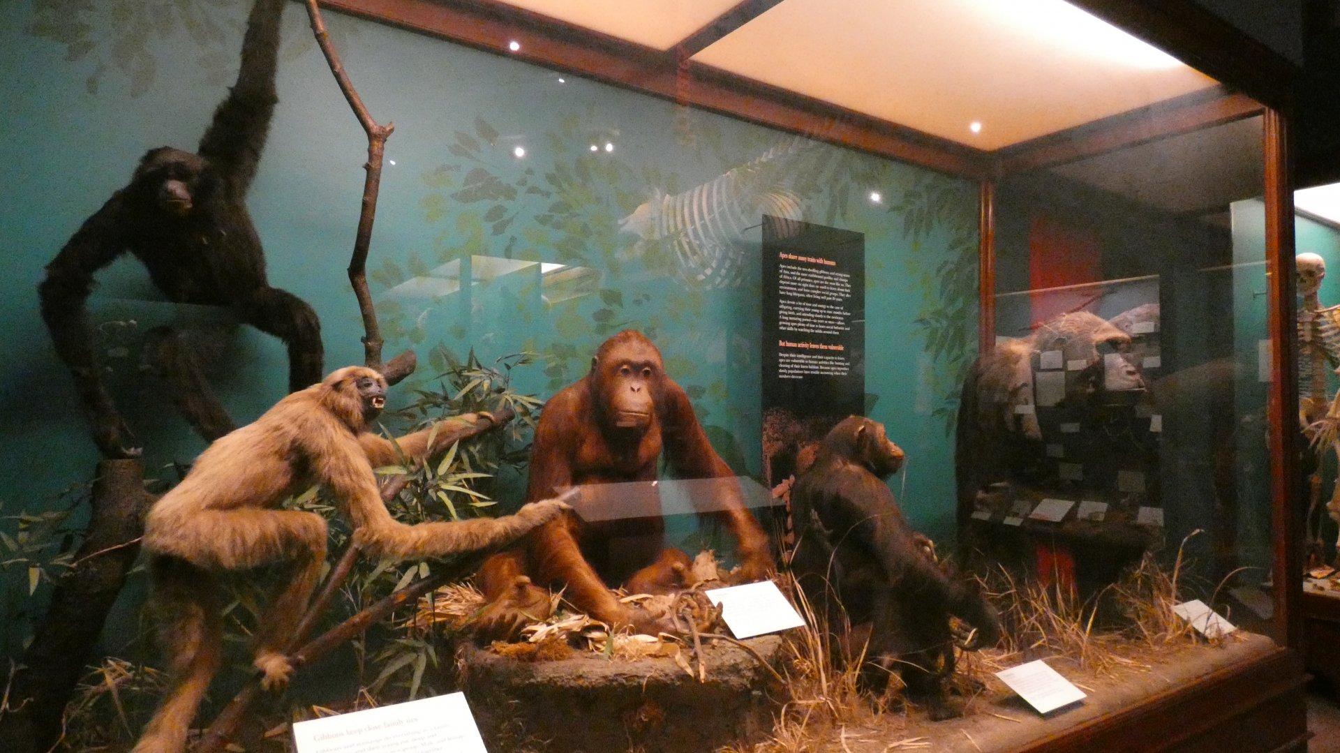 Apes, Animal Groups - Feb. 2022