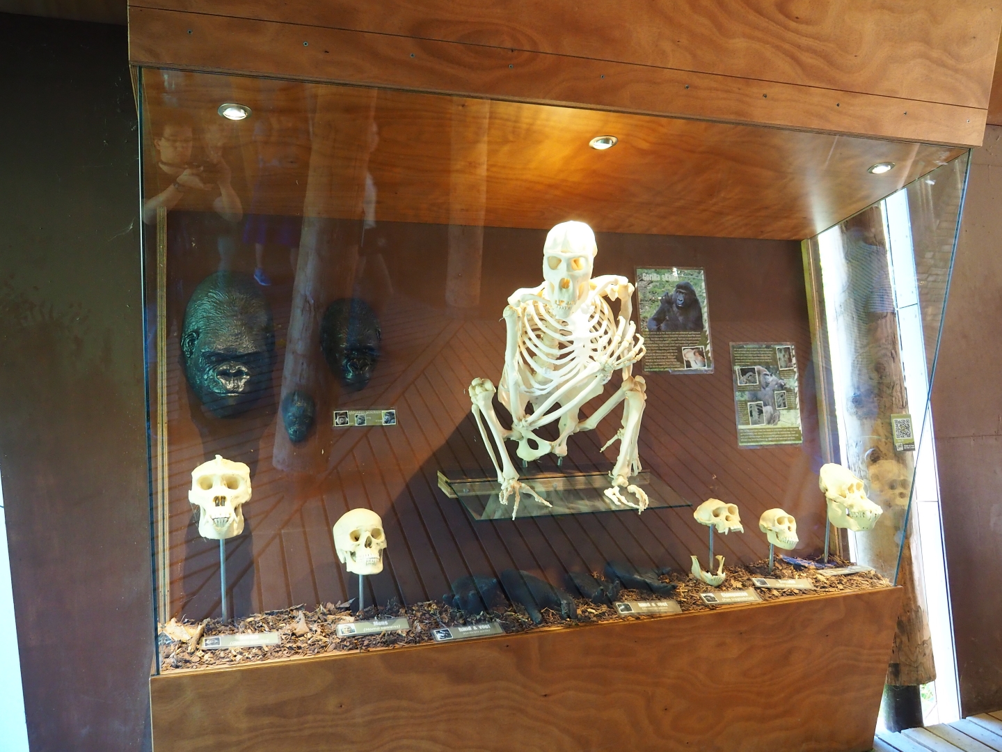 Apes educational showcase (Oct 13th, 2018)