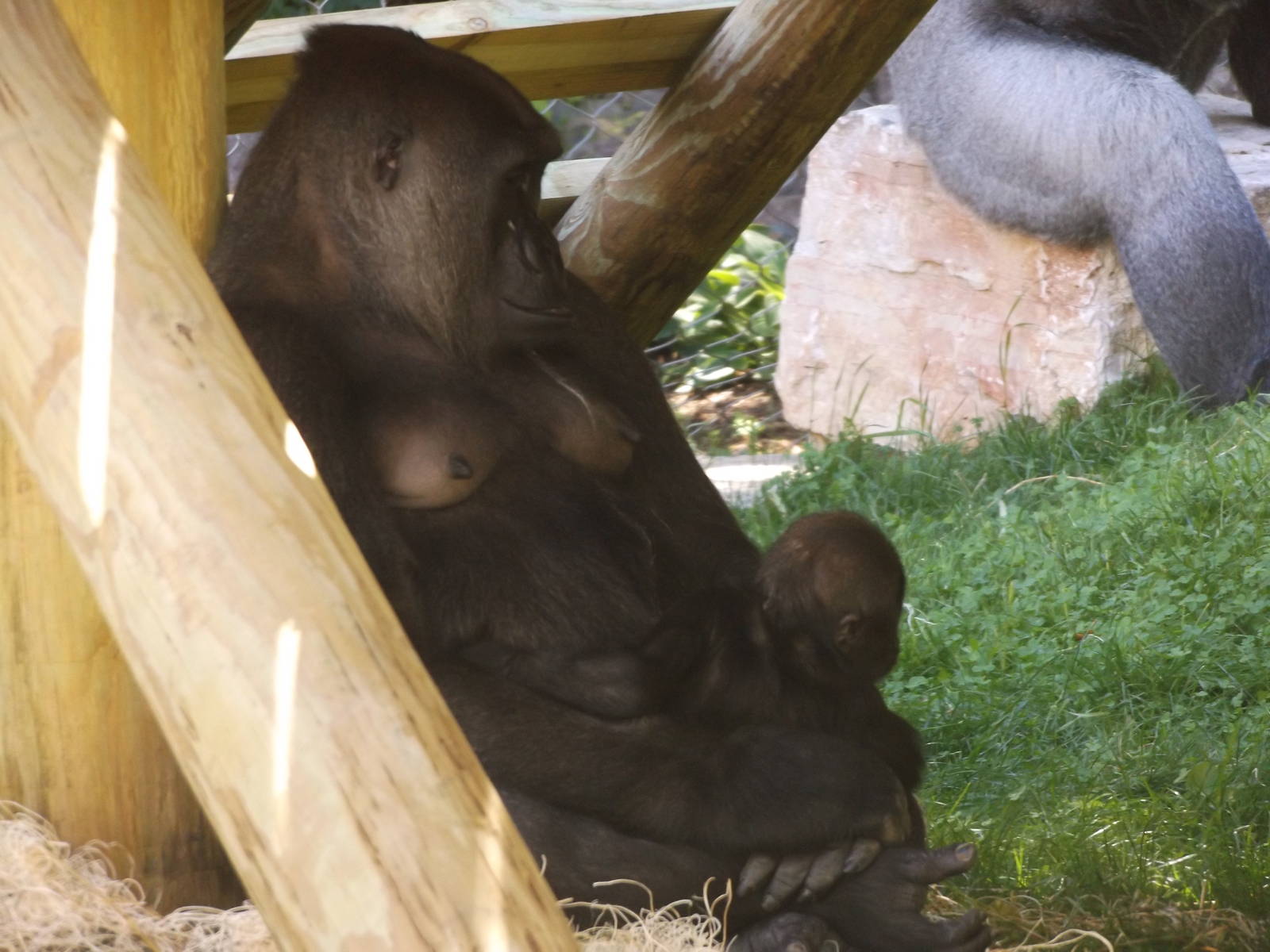 Apes of Africa- Baby Gorilla and Mother