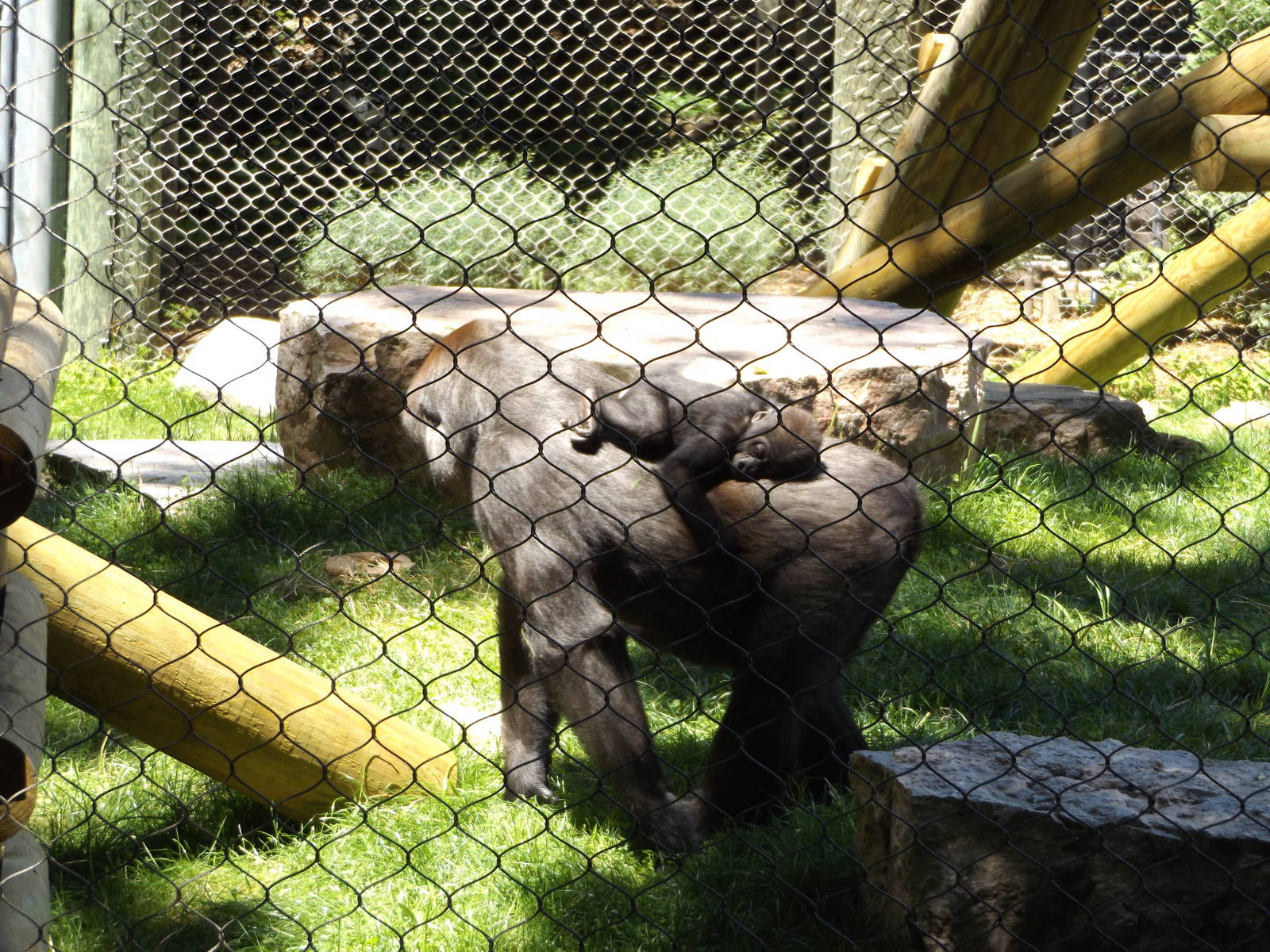 Apes of Africa- Baby Gorilla Piggyback Ride