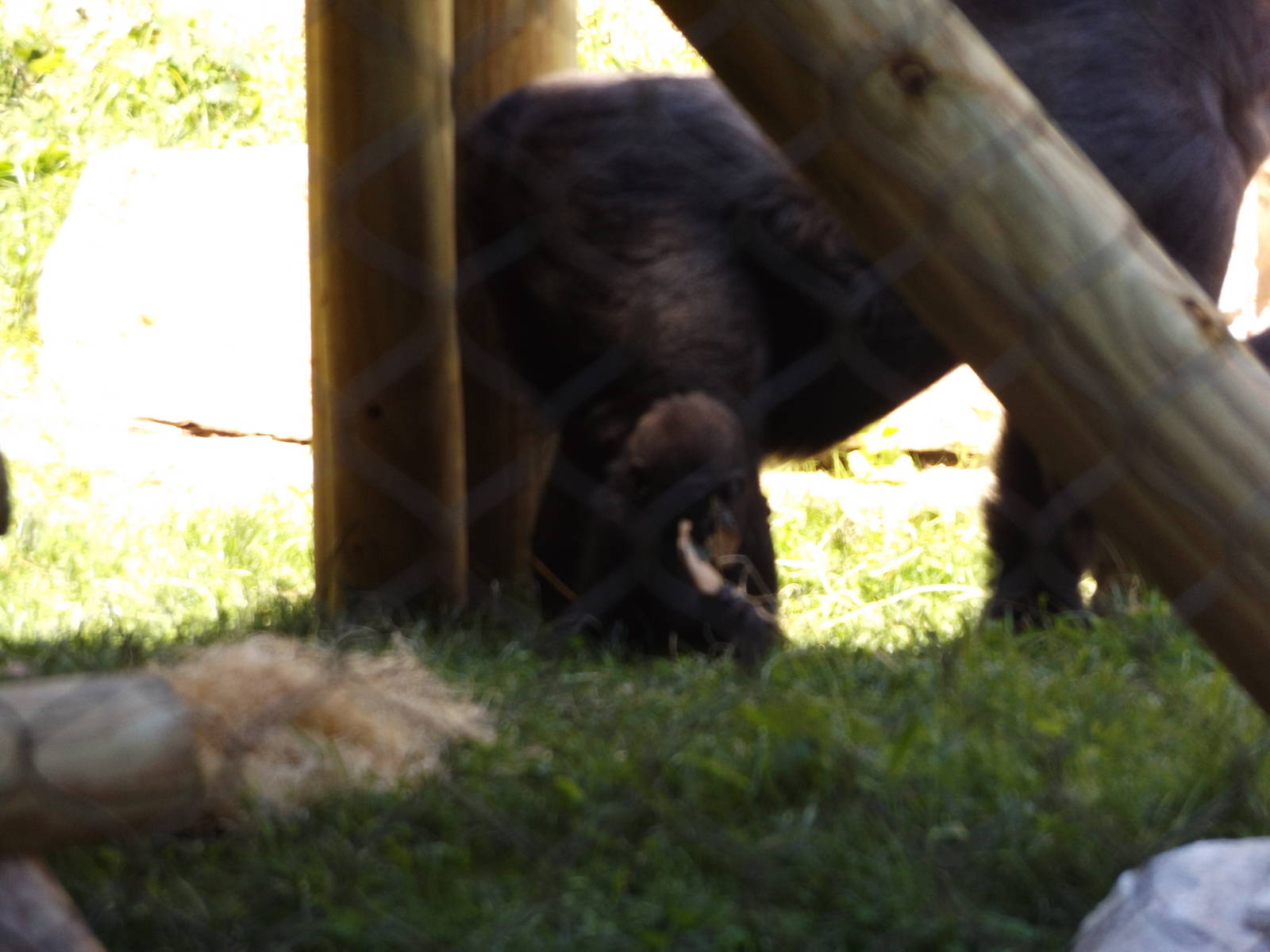 Apes of Africa- Baby Gorilla, Sulaiman