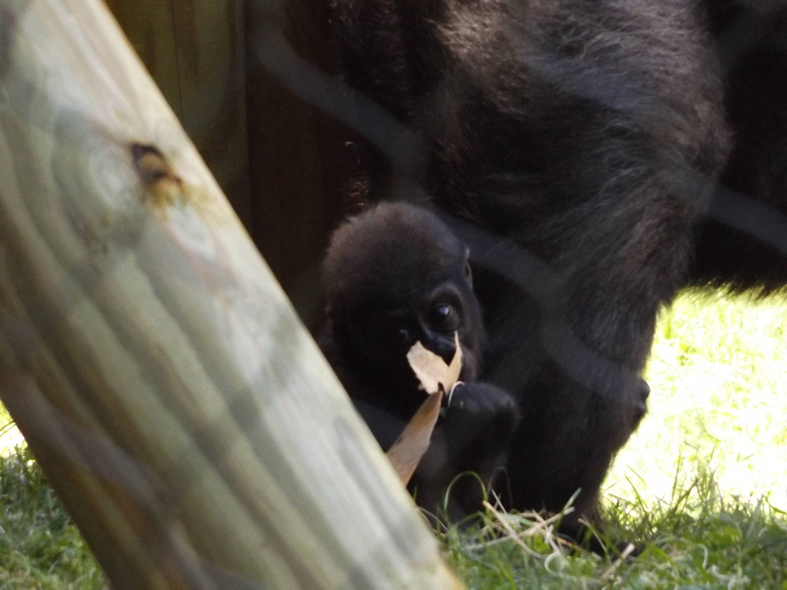 Apes of Africa- Baby Gorilla, Sulaiman