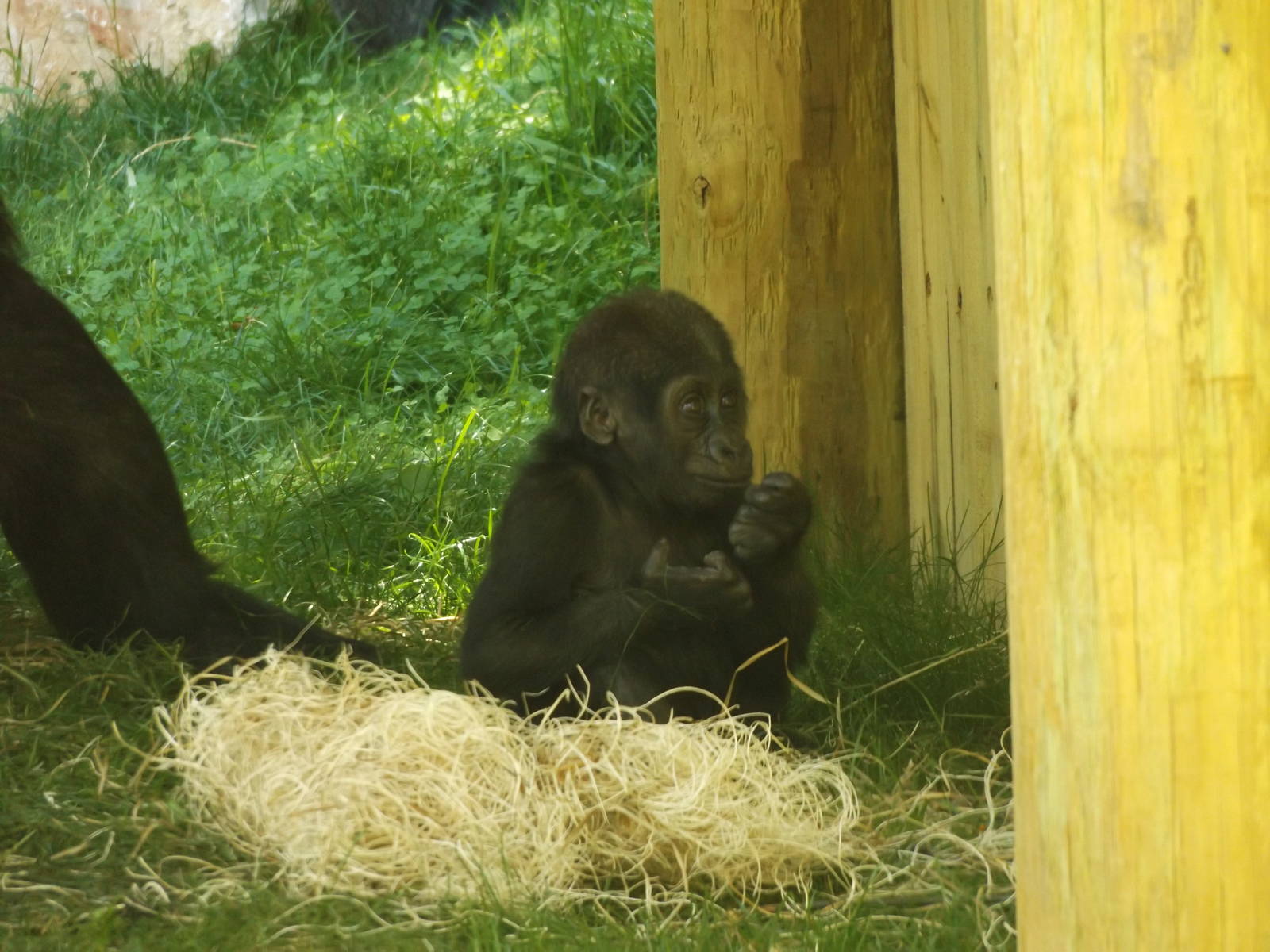 Apes of Africa- Baby Gorilla, Sulaiman
