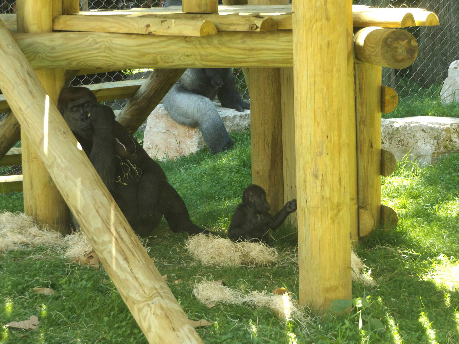 Apes of Africa- Baby Gorilla