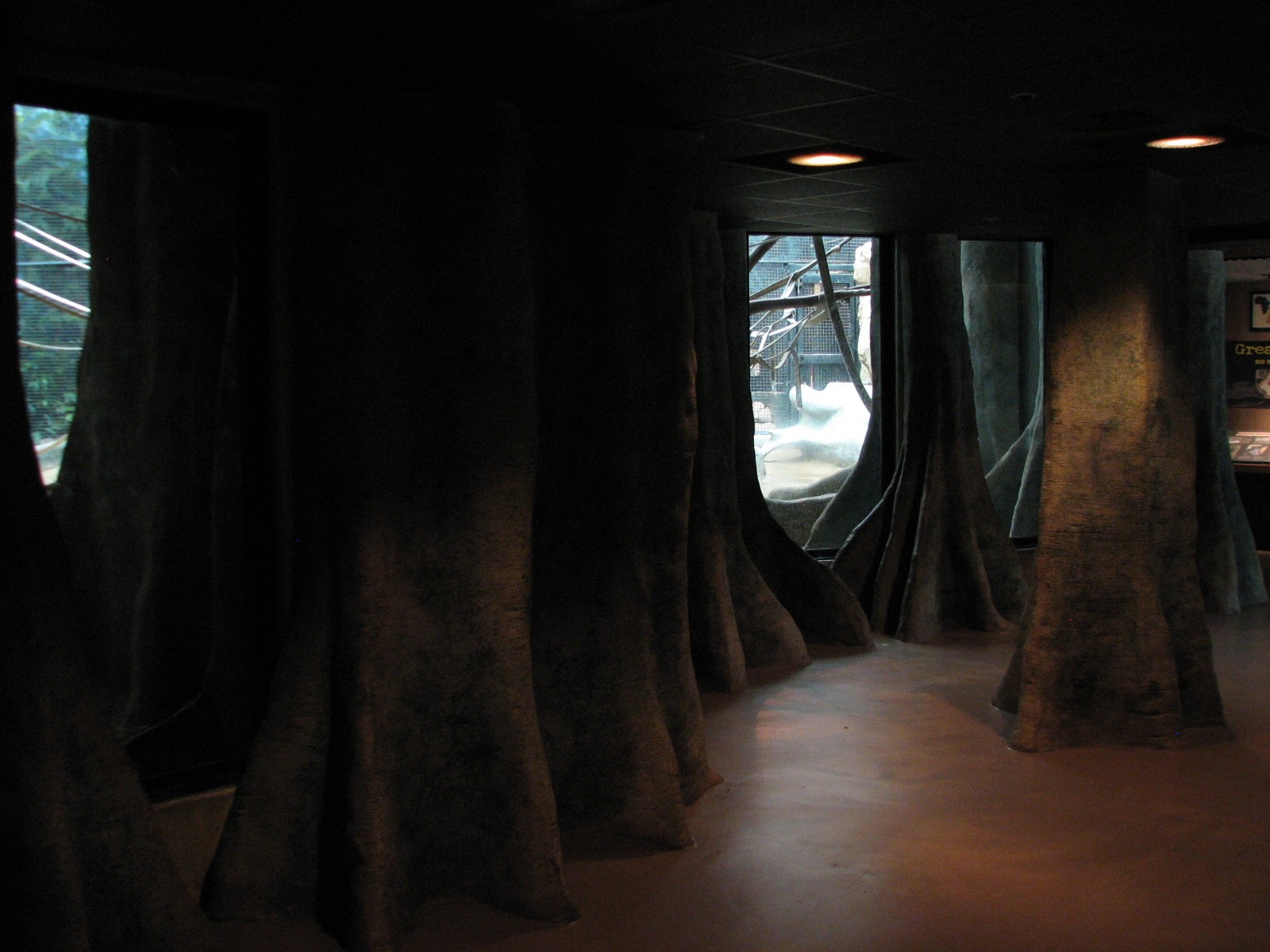 Apes of Africa - Bonobo Exhibit Viewing Area