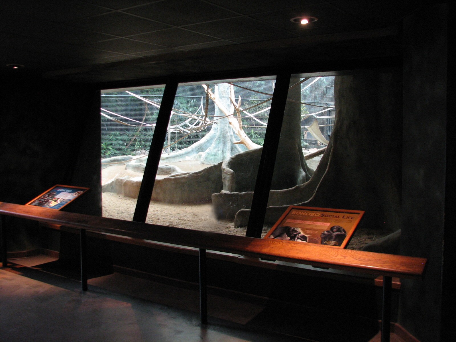 Apes of Africa - Bonobo Exhibit Viewing Area