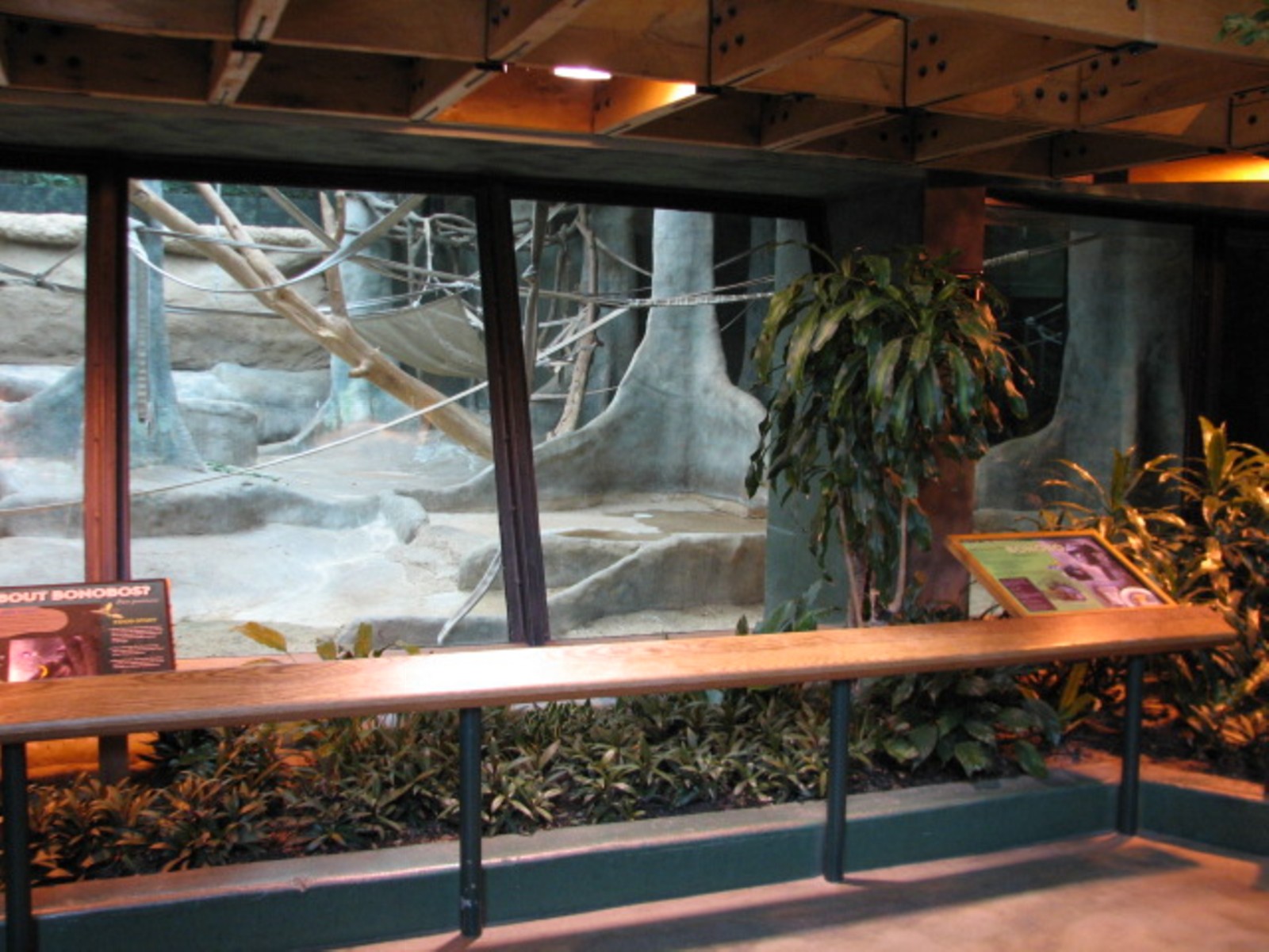 Apes of Africa - Bonobo Exhibit Viewing Area