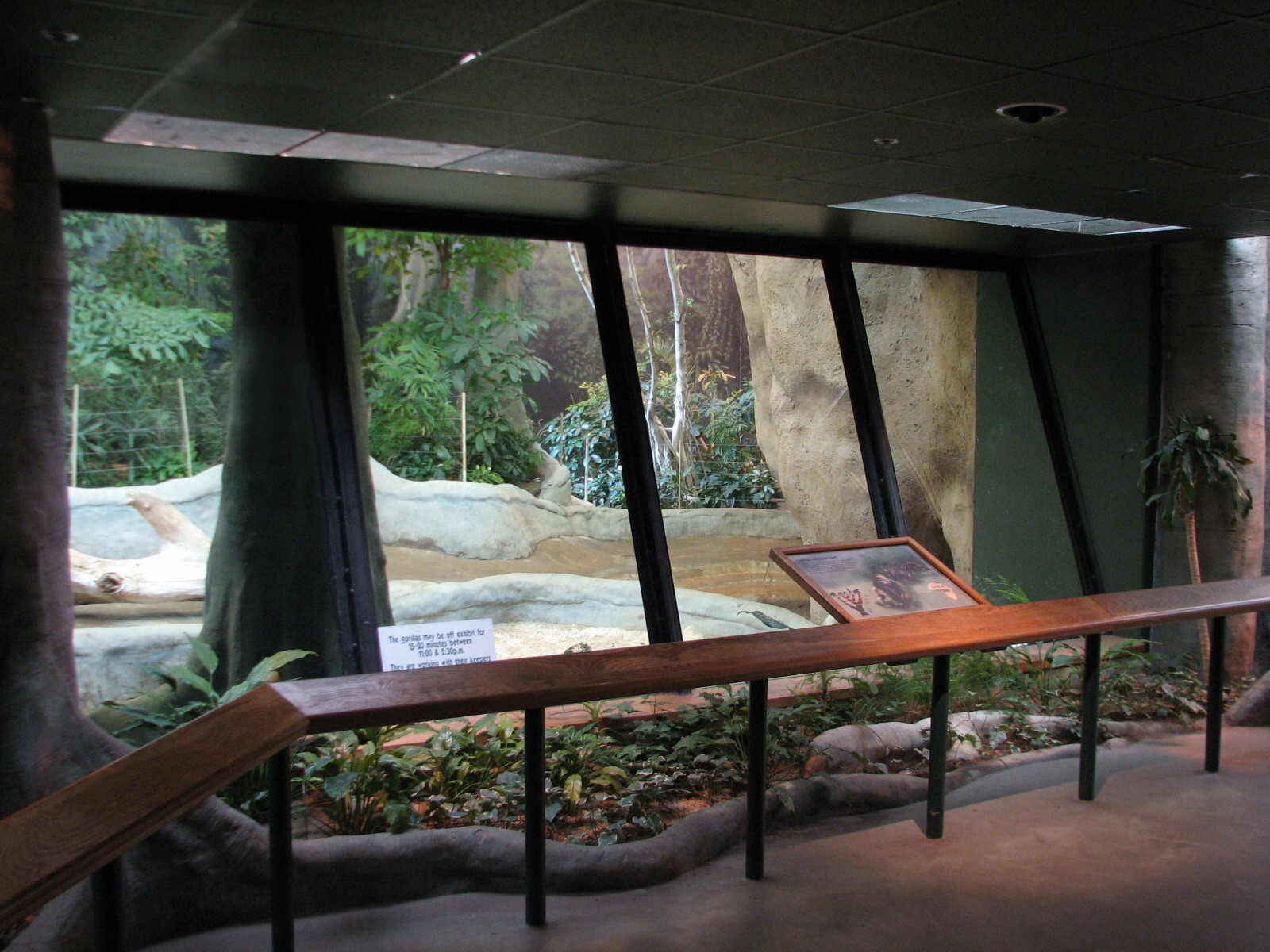 Apes of Africa - Gorilla Exhibit Viewing Area