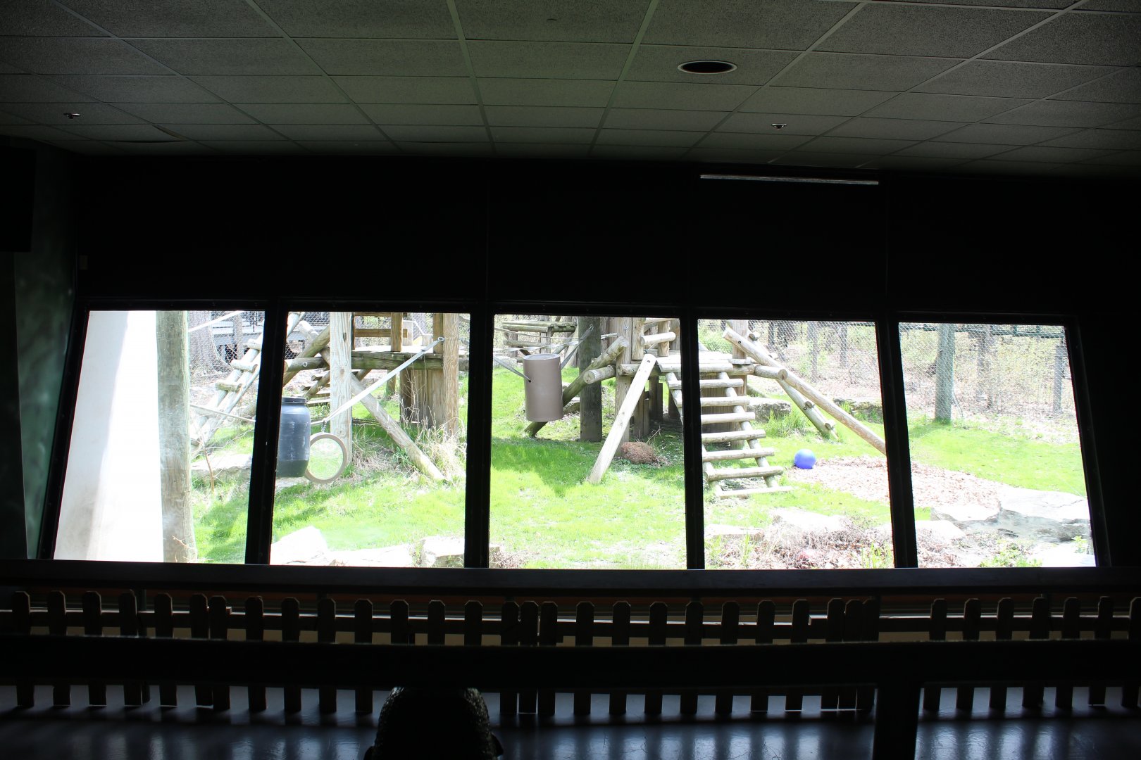 Apes of Africa - Gorilla Exhibit