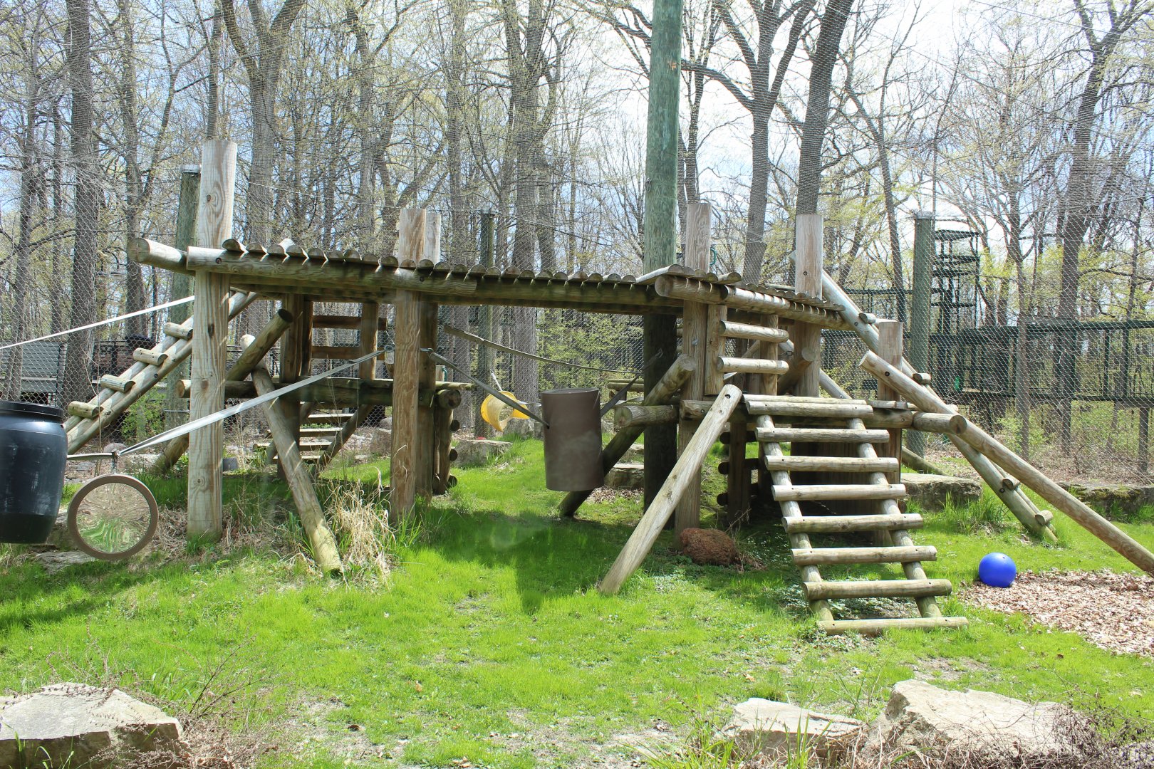 Apes of Africa - Gorilla Exhibit