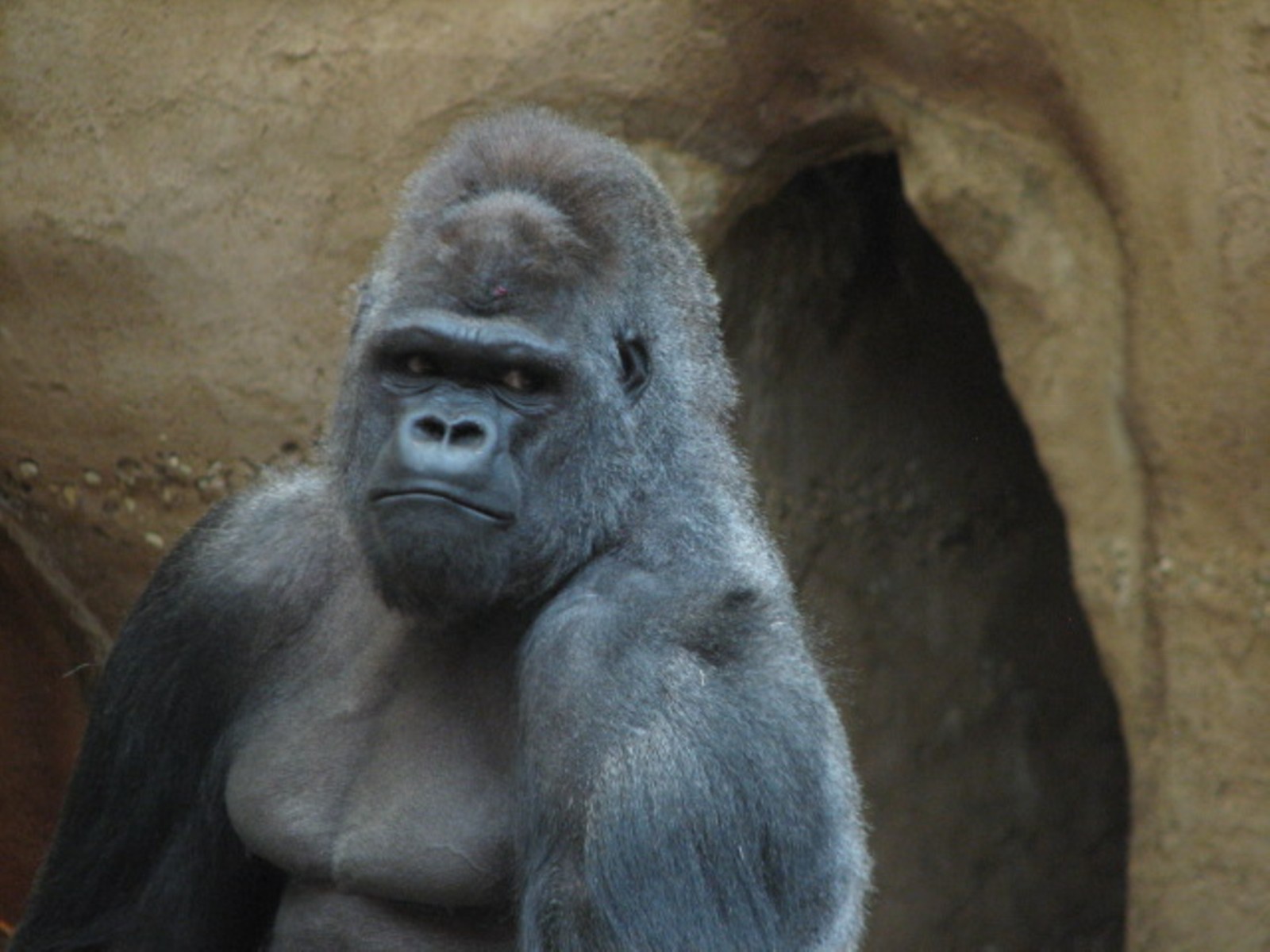 Apes of Africa - Gorilla Exhibit