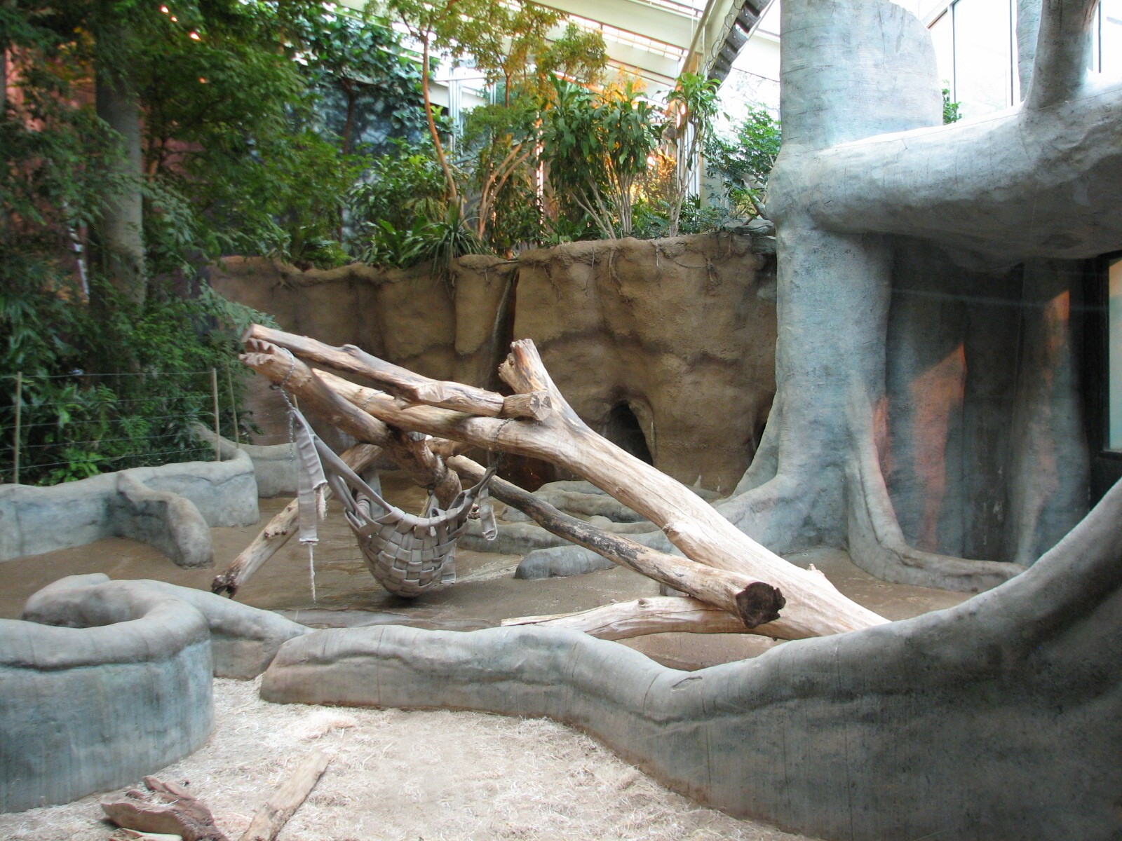 Apes of Africa - Gorilla Exhibit