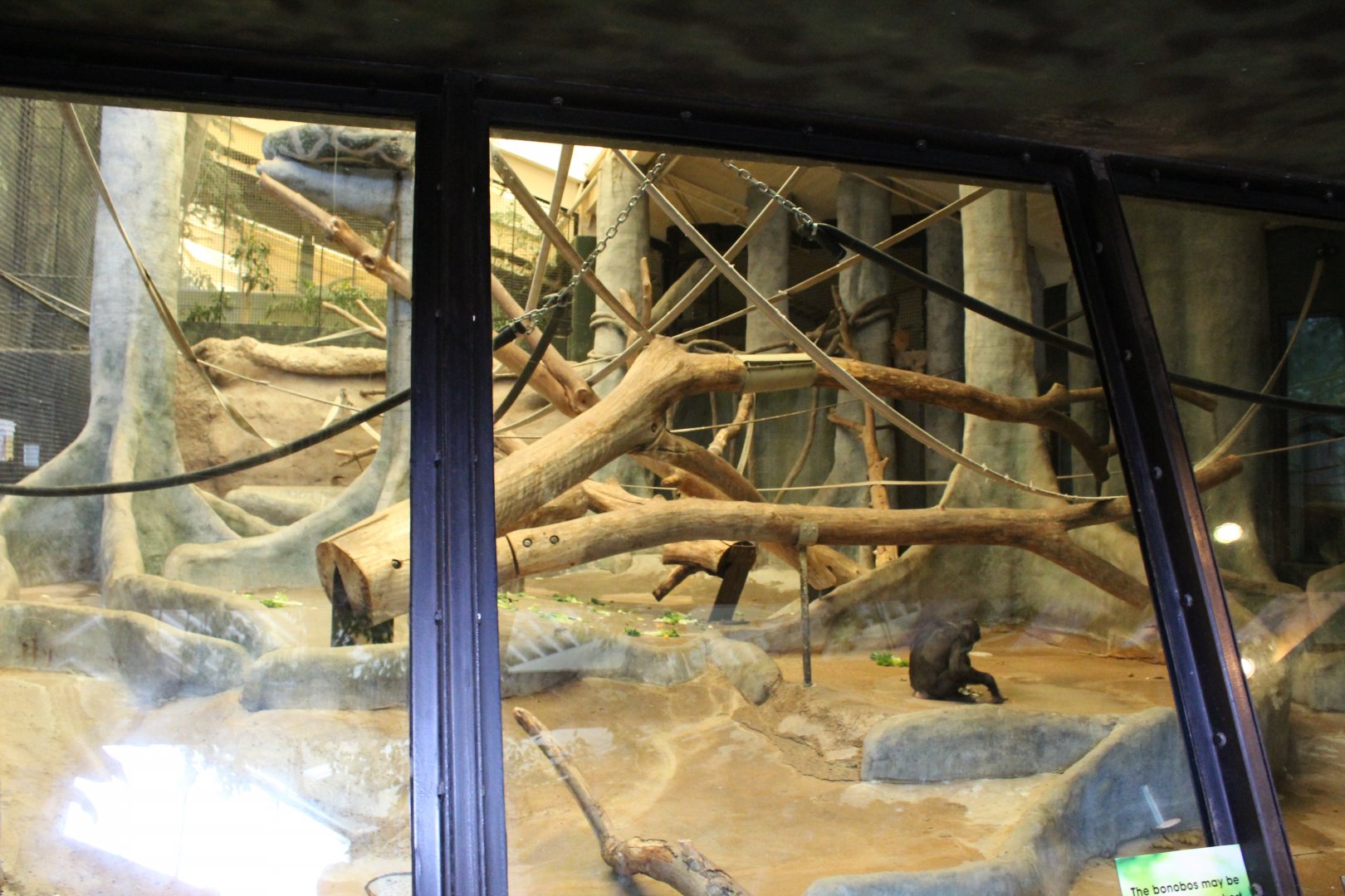 Apes of Africa - Indoor Bonobo Exhibit