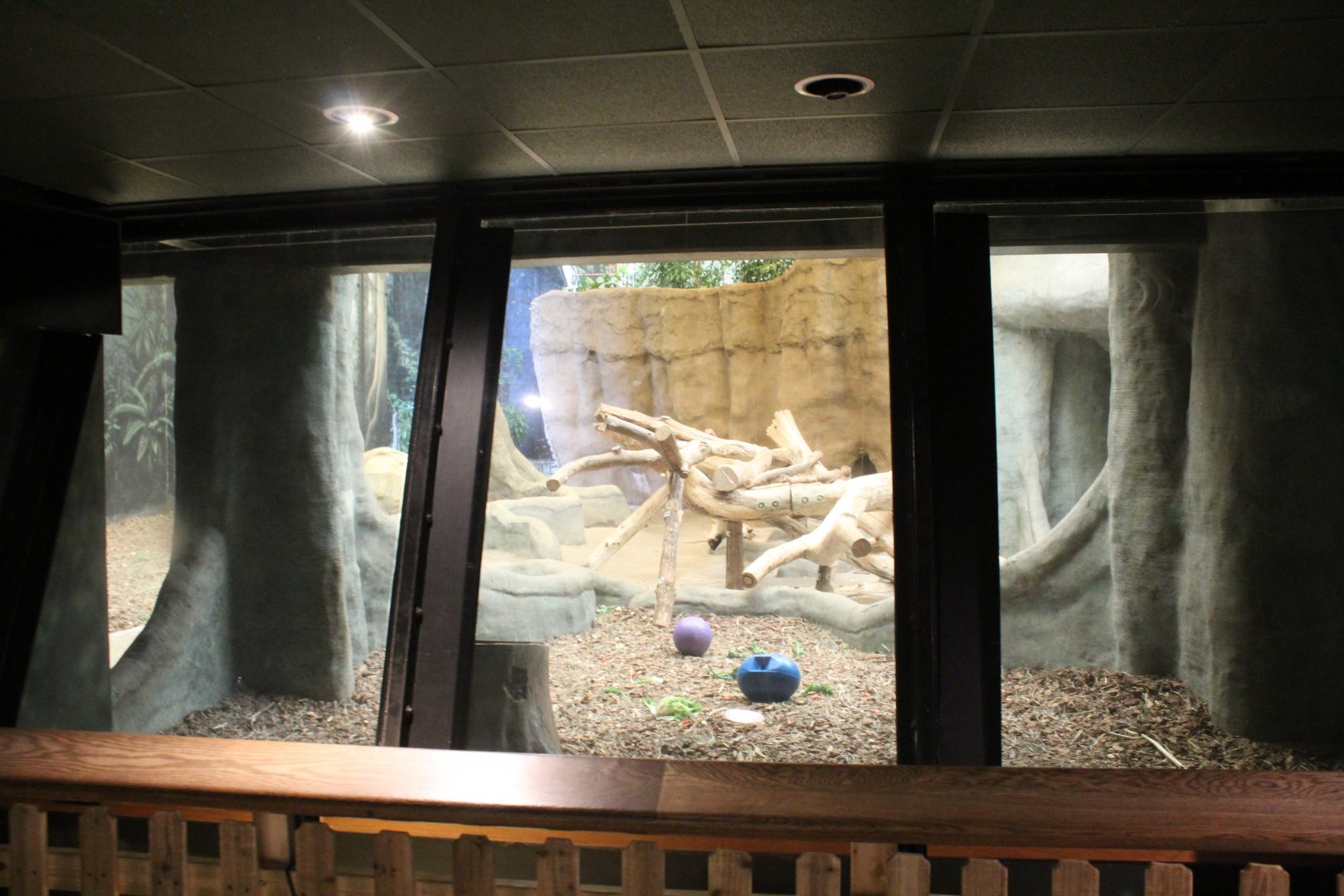 Apes of Africa - Indoor Gorilla Exhibit (Renovated in 2021)