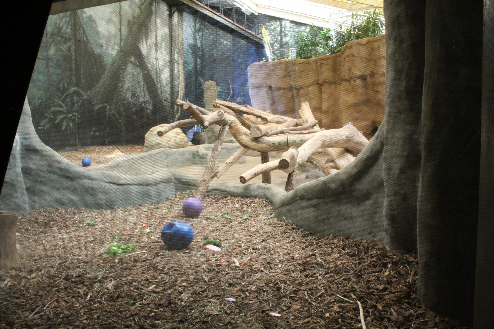 Apes of Africa - Indoor Gorilla Exhibit (Renovated in 2021)
