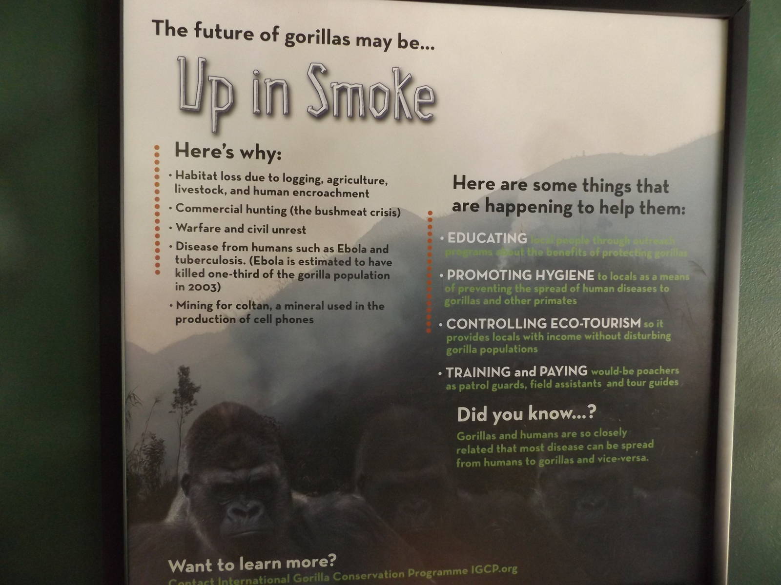 Apes of Africa- New Gorilla Signs