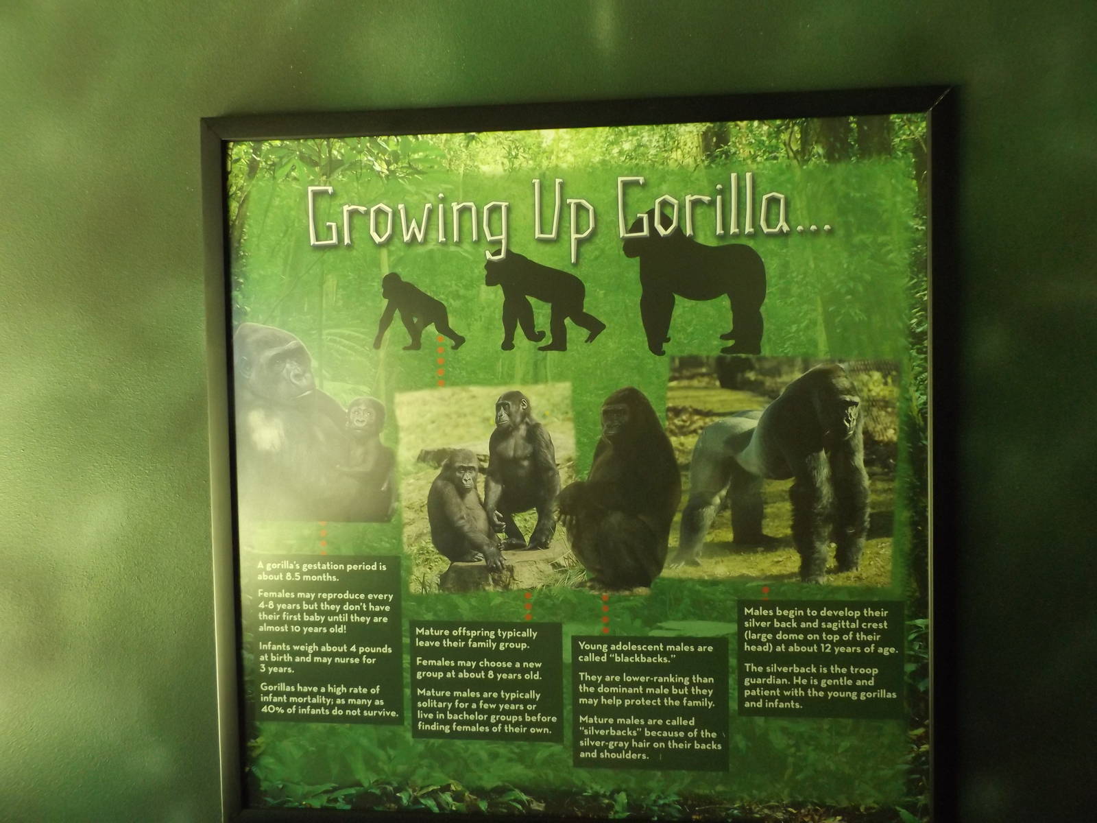 Apes of Africa- New Gorilla Signs