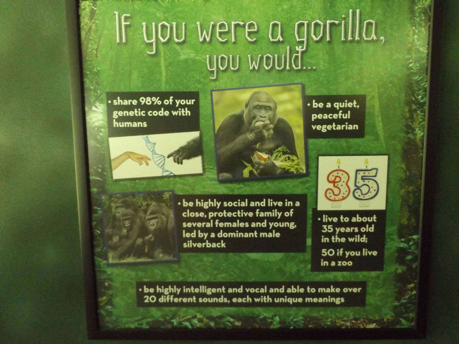 Apes of Africa- New Gorilla Signs