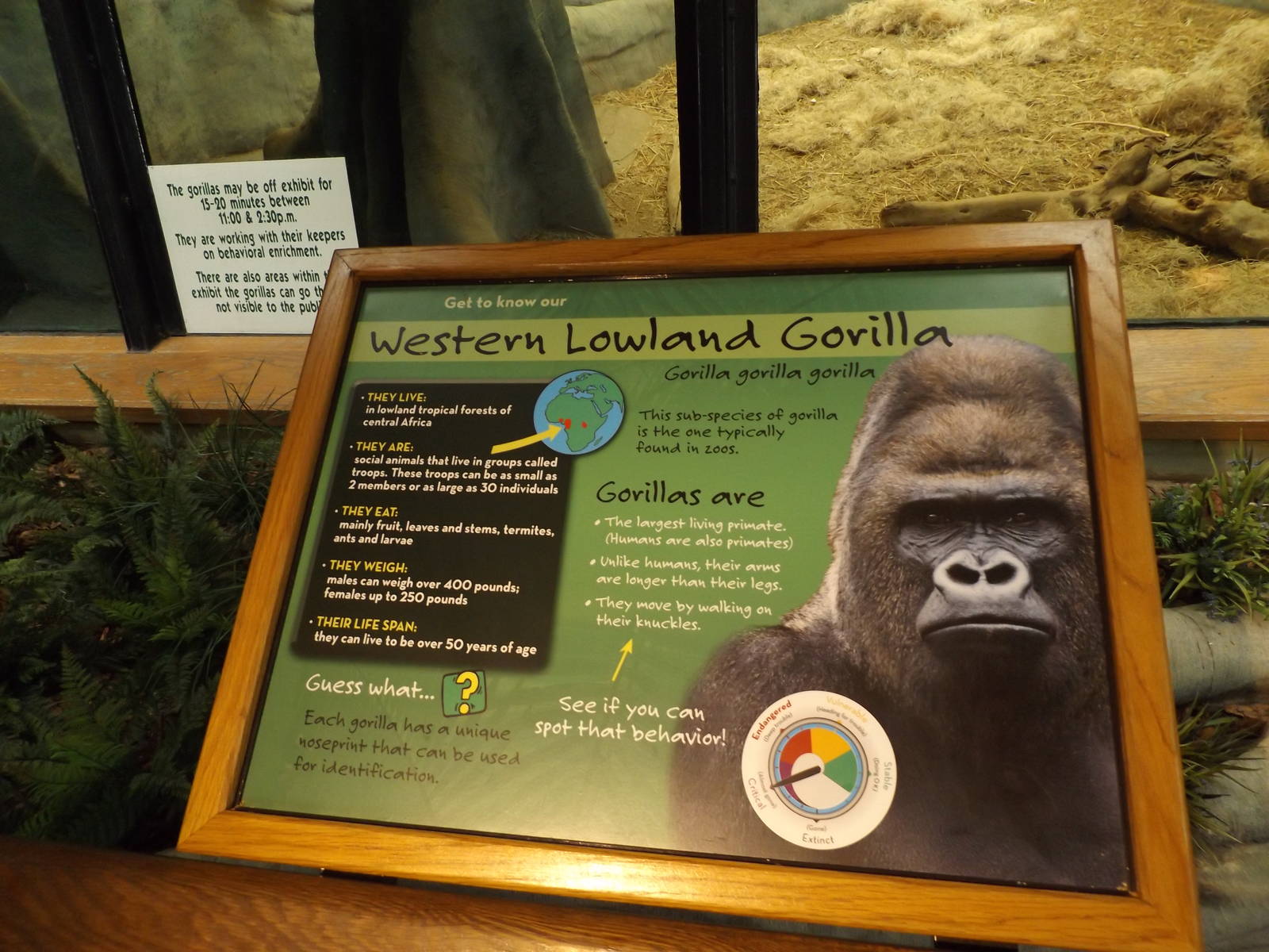Apes of Africa- New Gorilla Signs