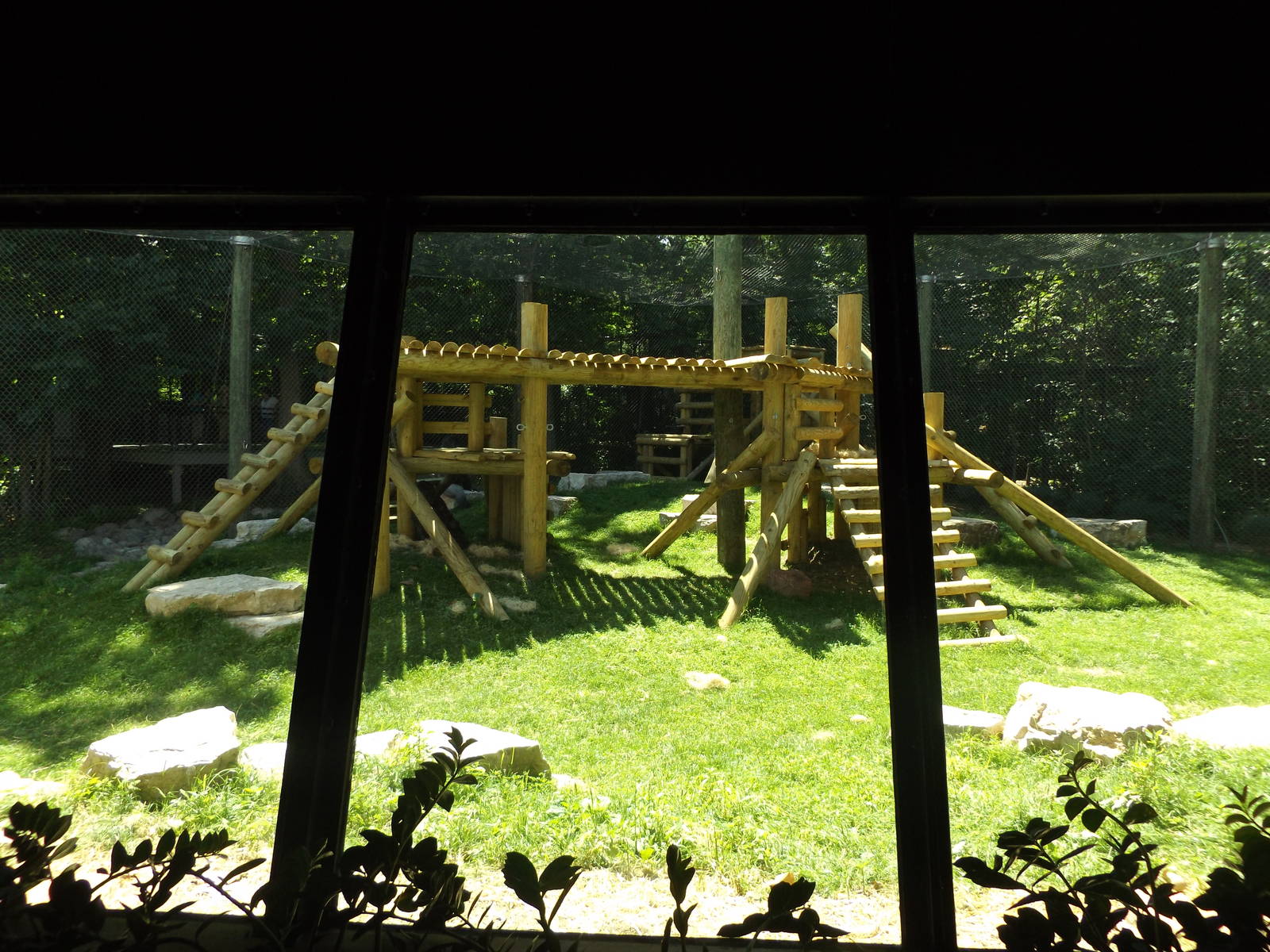 Apes of Africa- Renovated Outdoor Gorilla Exhibit