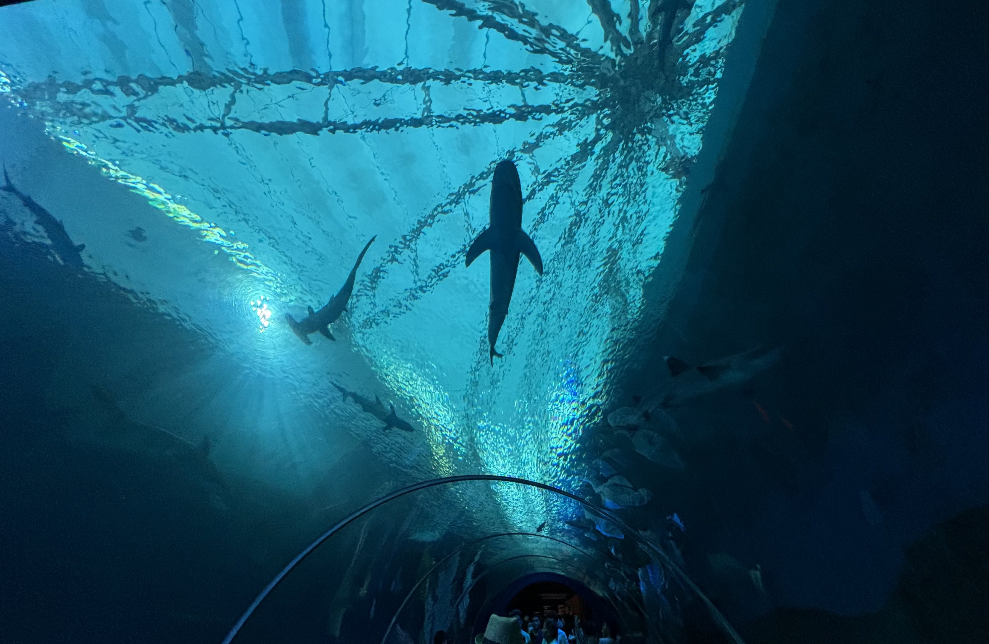 Apex Predators of the Sea Tunnel