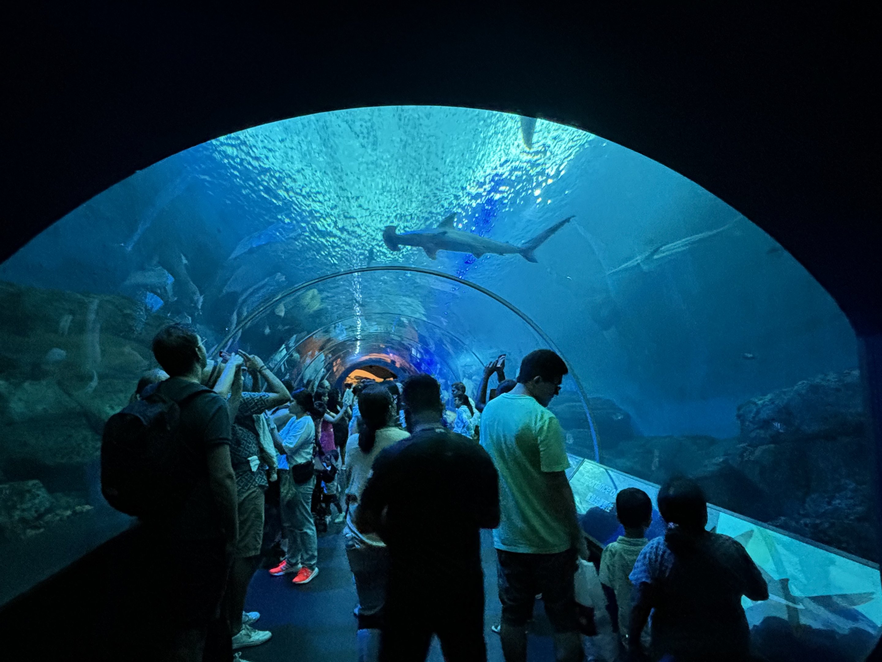 Apex Predators of the Sea