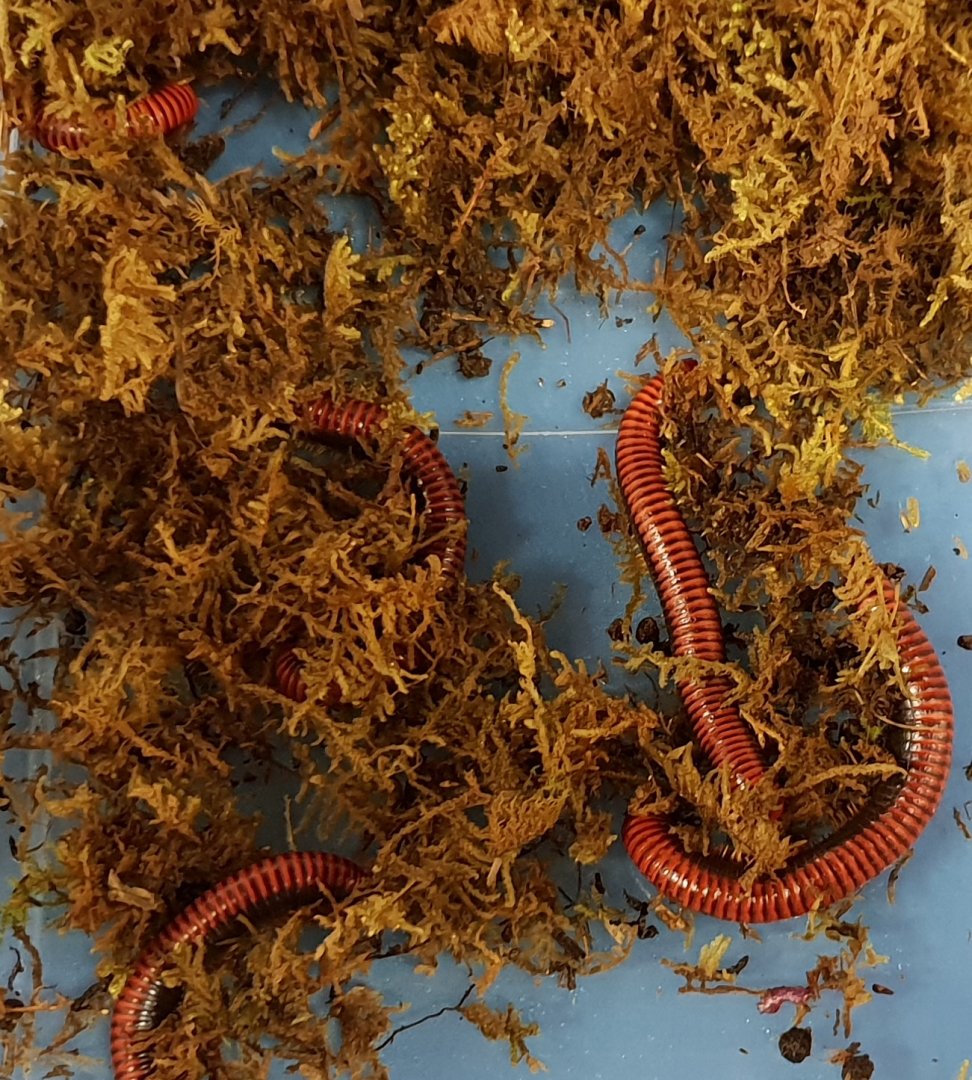 Aphistogoniulus corallipes