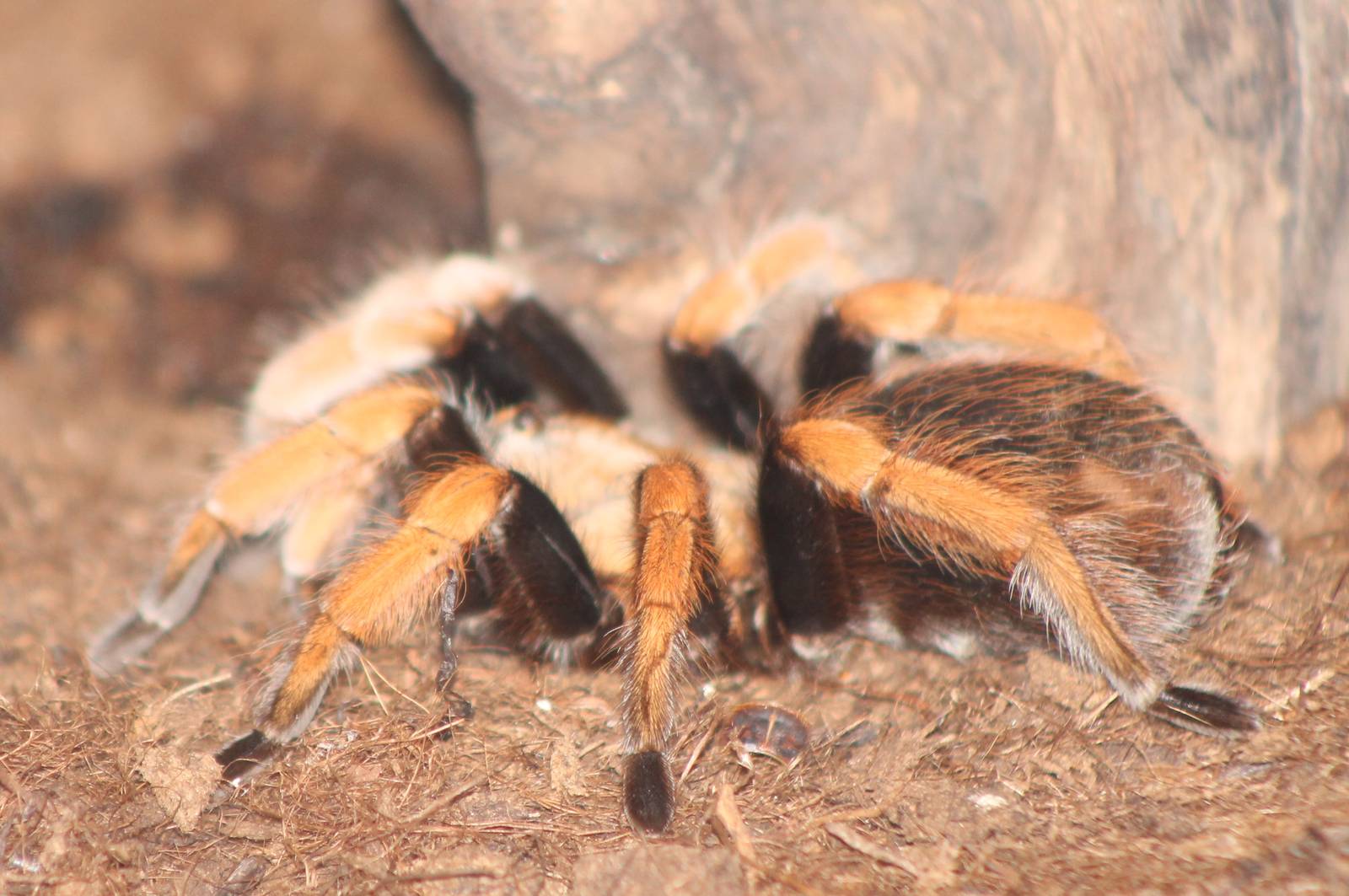 Aphonopelma bicoloratum