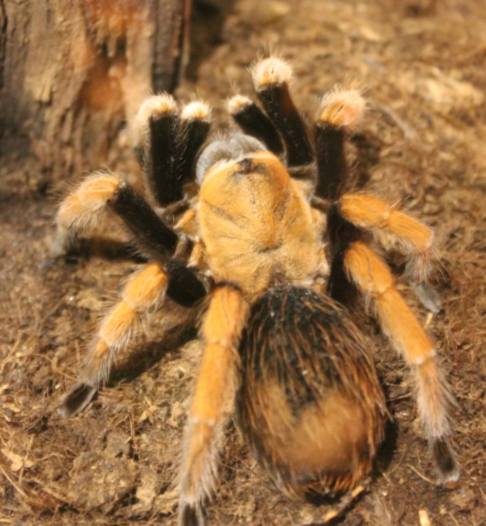 Aphonopelma bicoloratum