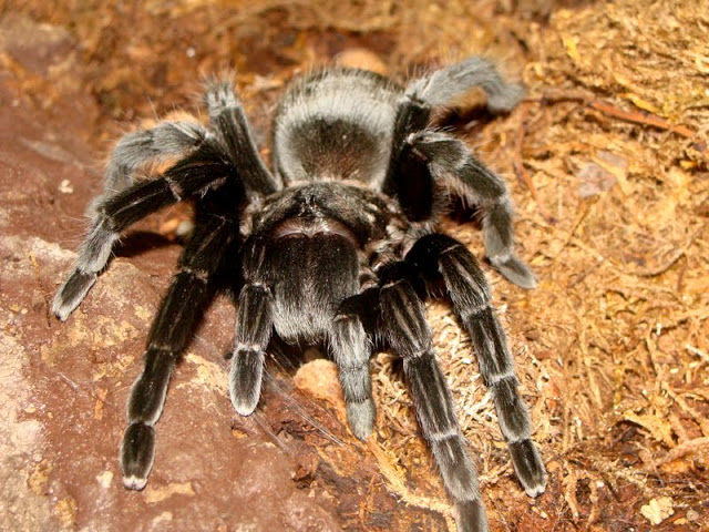 Aphonopelma caniceps