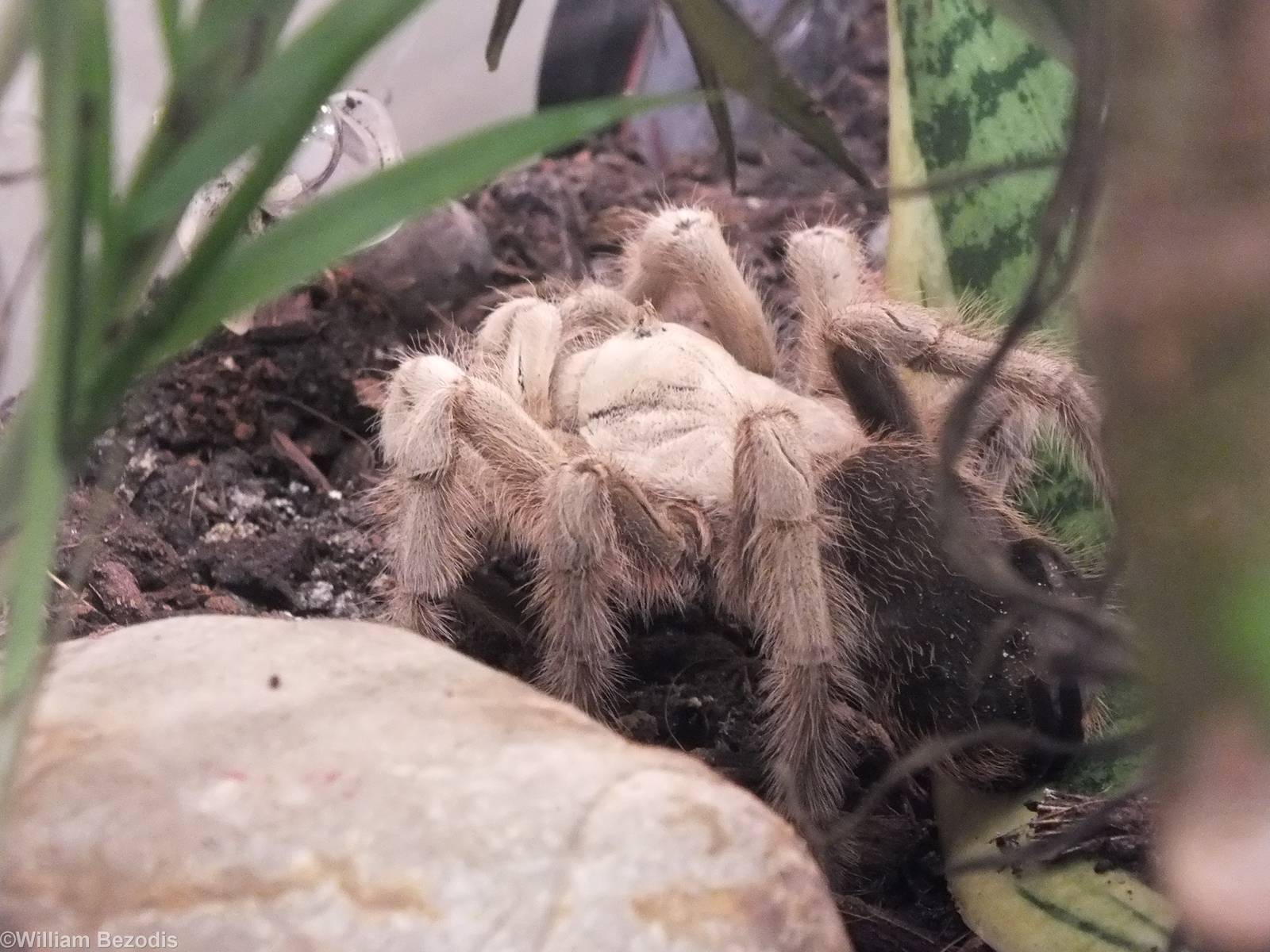 Aphonopelma chalcodes - 'The Fascinating World of Spiders and Scorpions' Ex