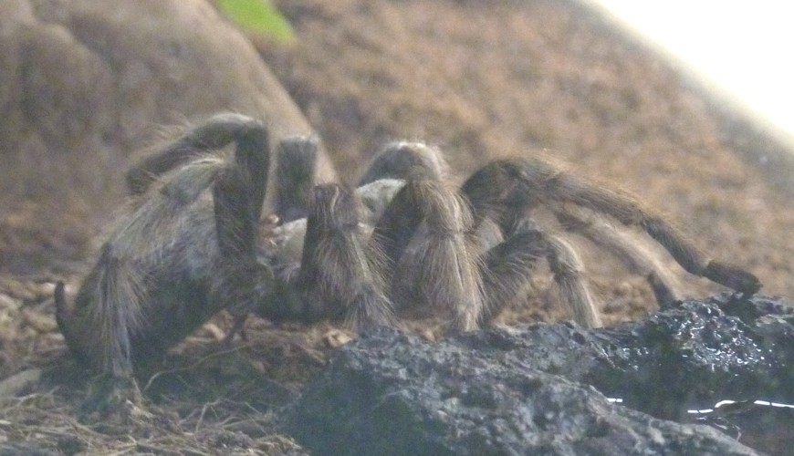 Aphonopelma chalcodes