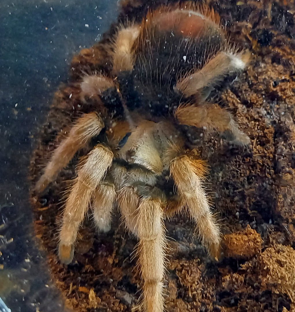Aphonopelma michoacan