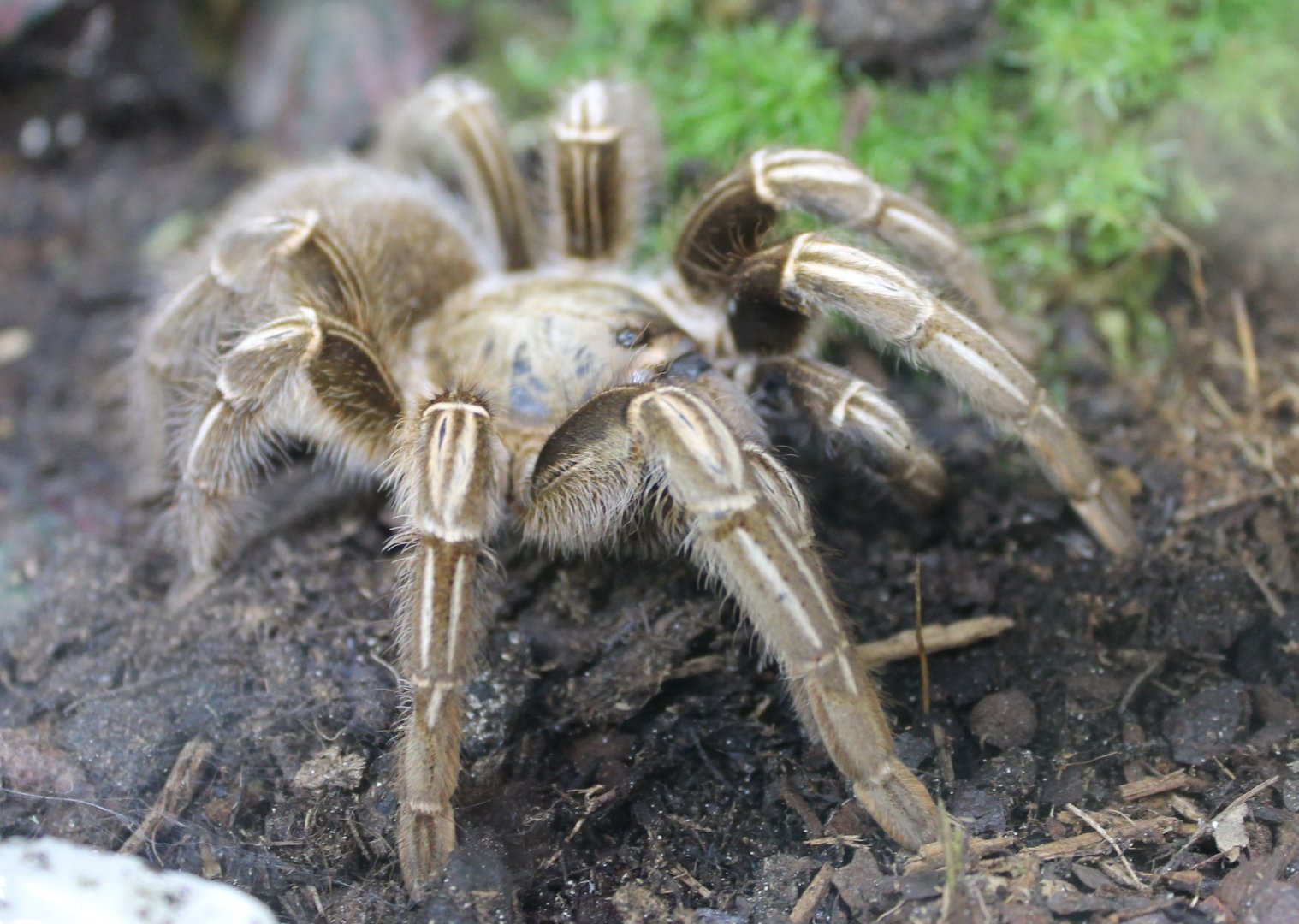 Aphonopelma seemanni