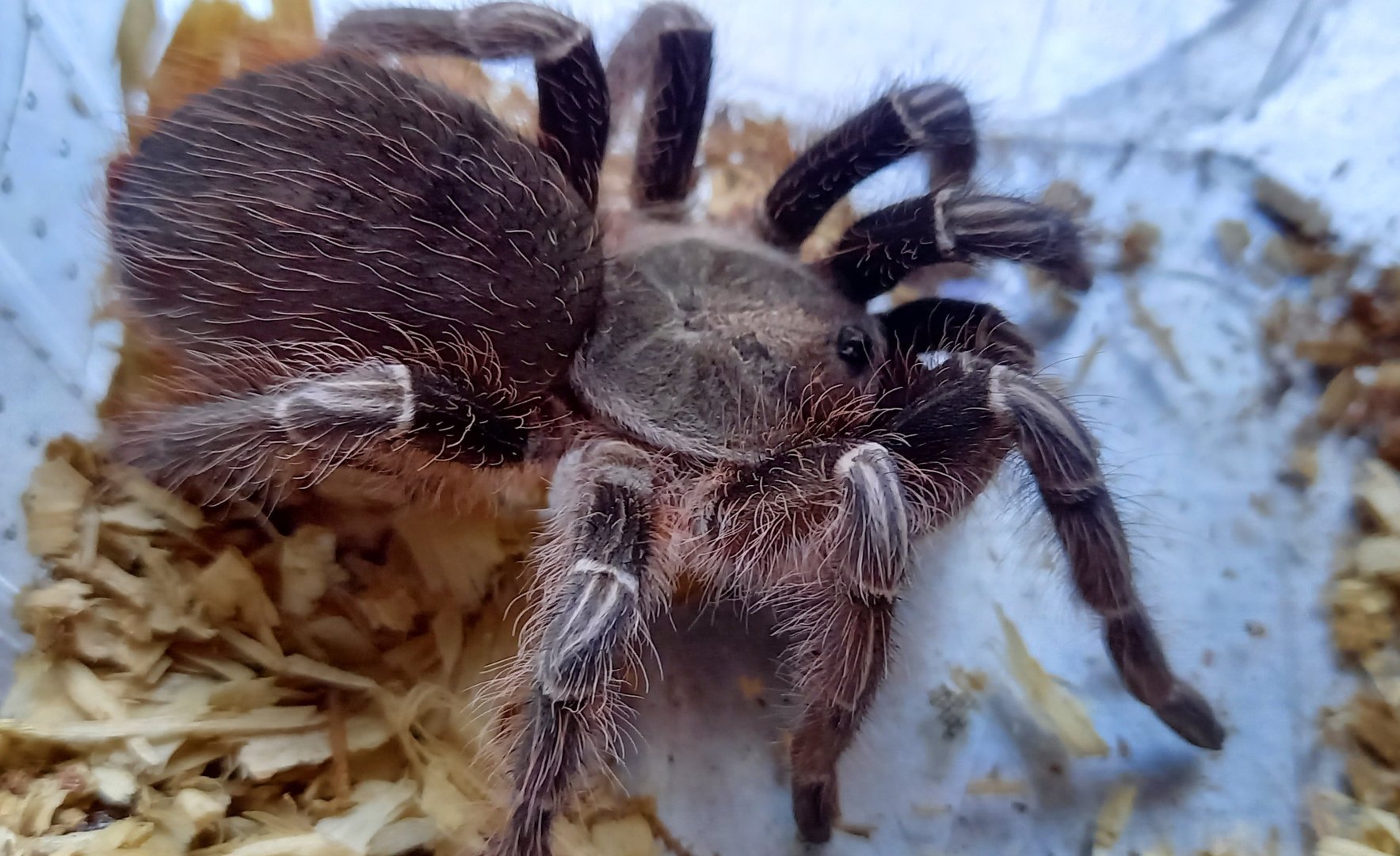 Aphonopelma seemanni
