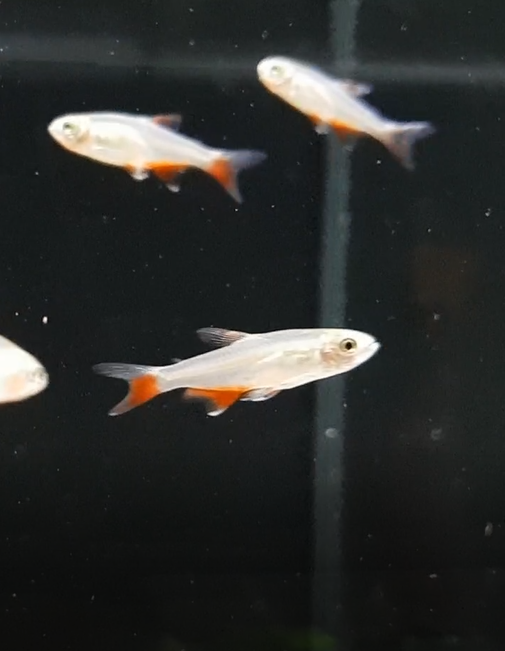 Aphyocharax anisitsi