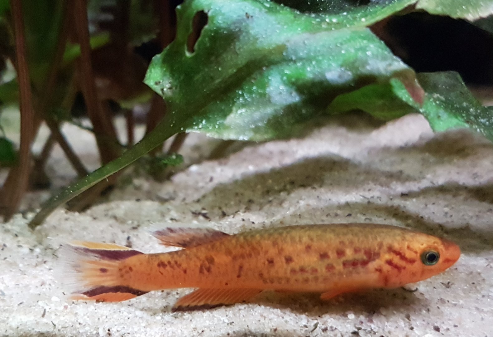 Aphyosemion australe