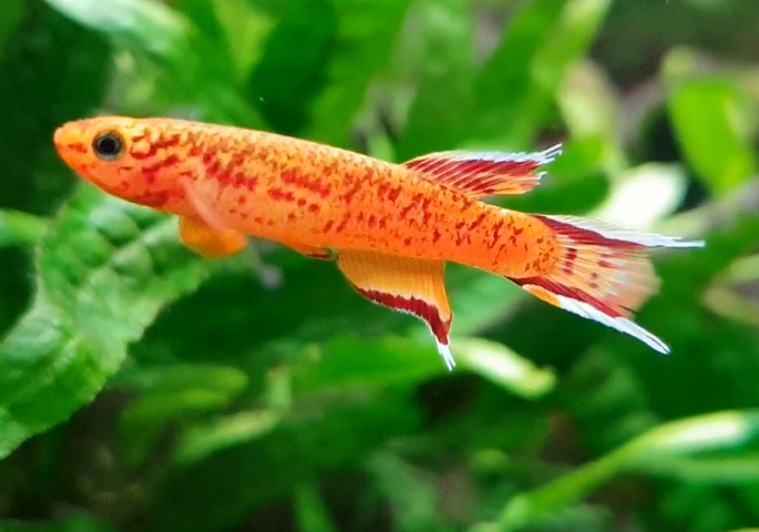 Aphyosemion australe