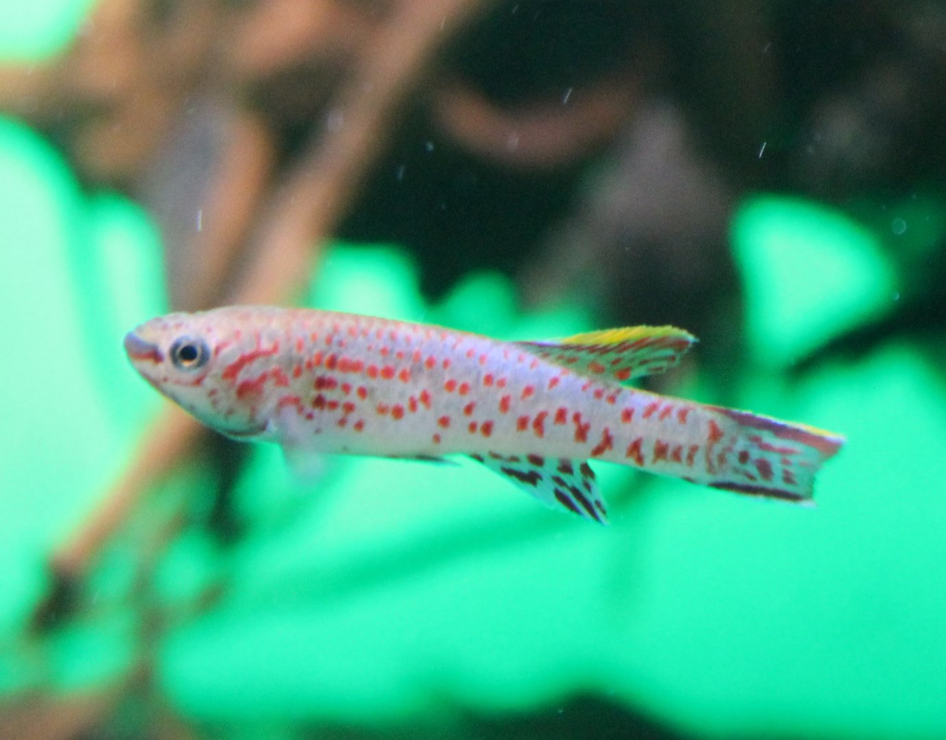 Aphyosemion gardneri